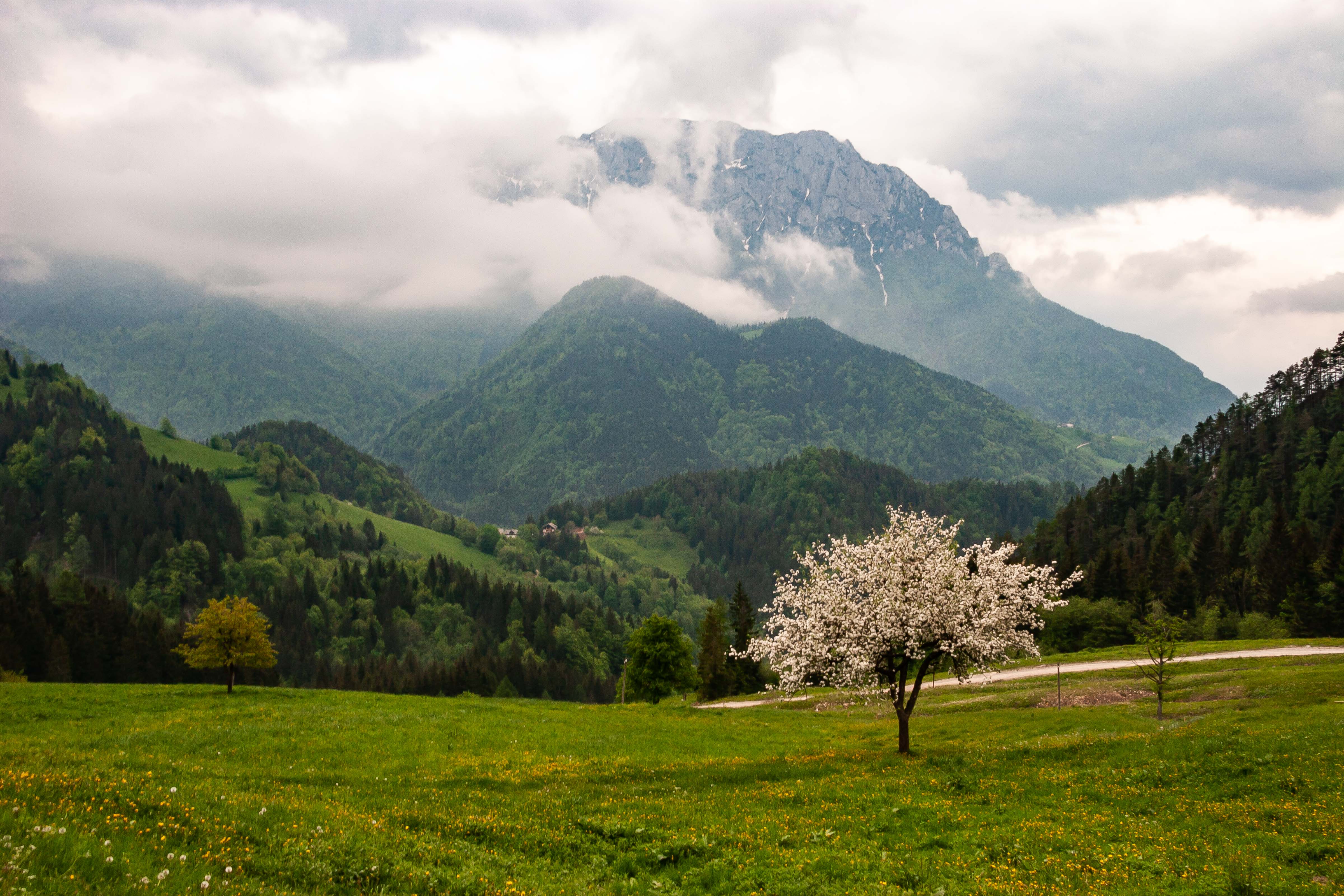 Slovenia, Solcava Prov, Blossoming Tree And Mountain, 2006, IMG 8418