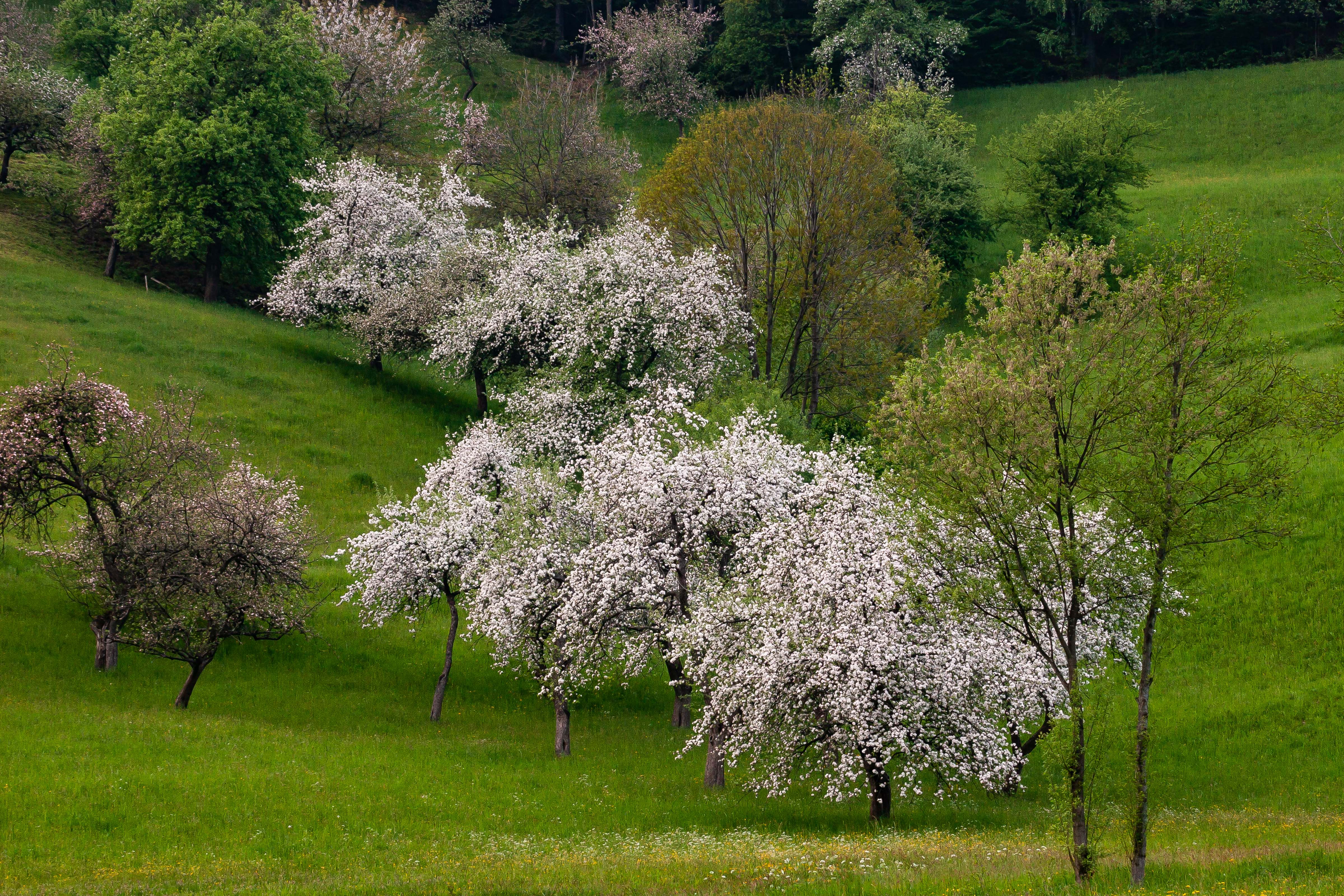 Slovenia, Vitanje Prov, Blossoming Trees, 2006, IMG 5677