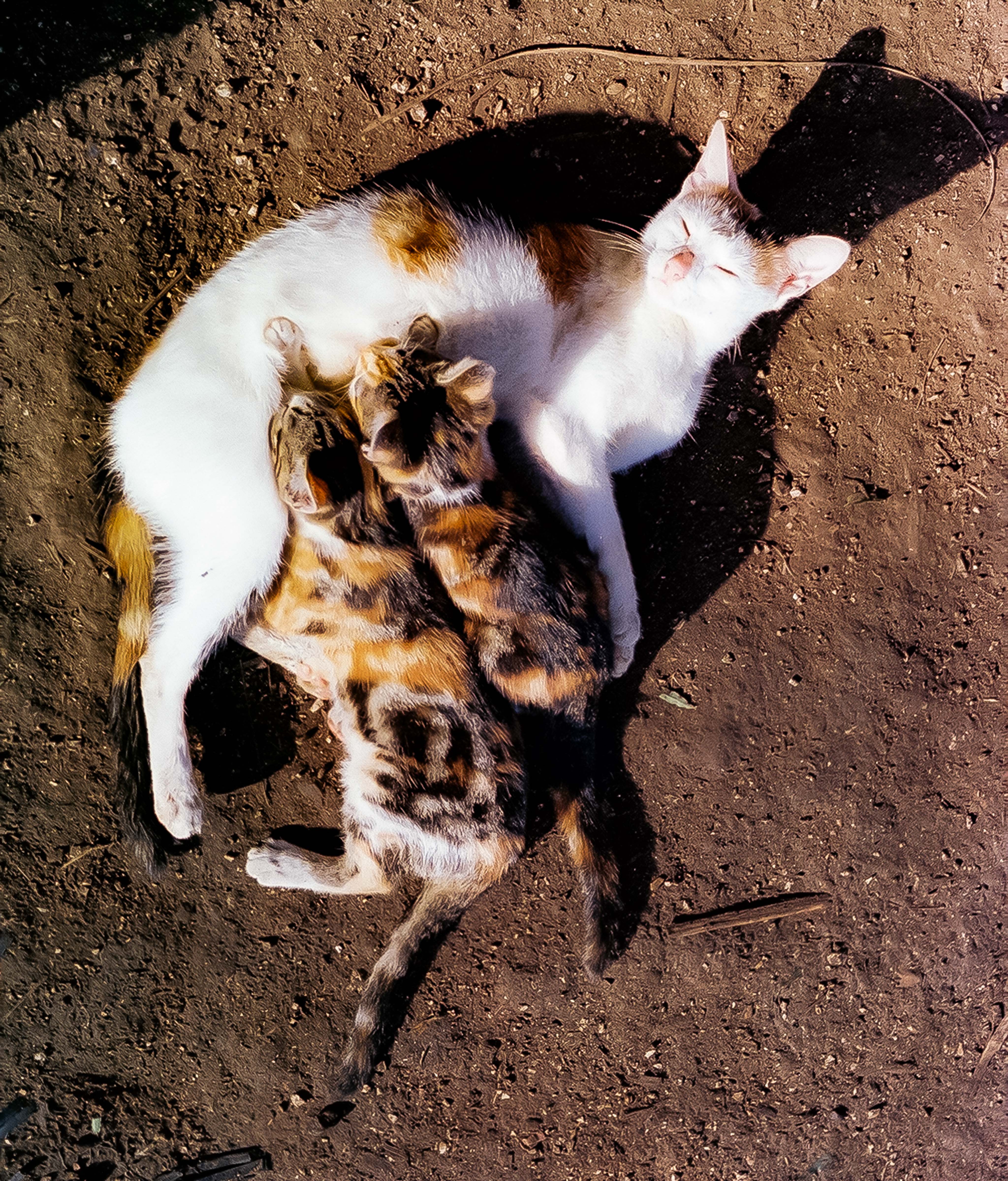 Solomon Islands, Kwaio Cats, 1983