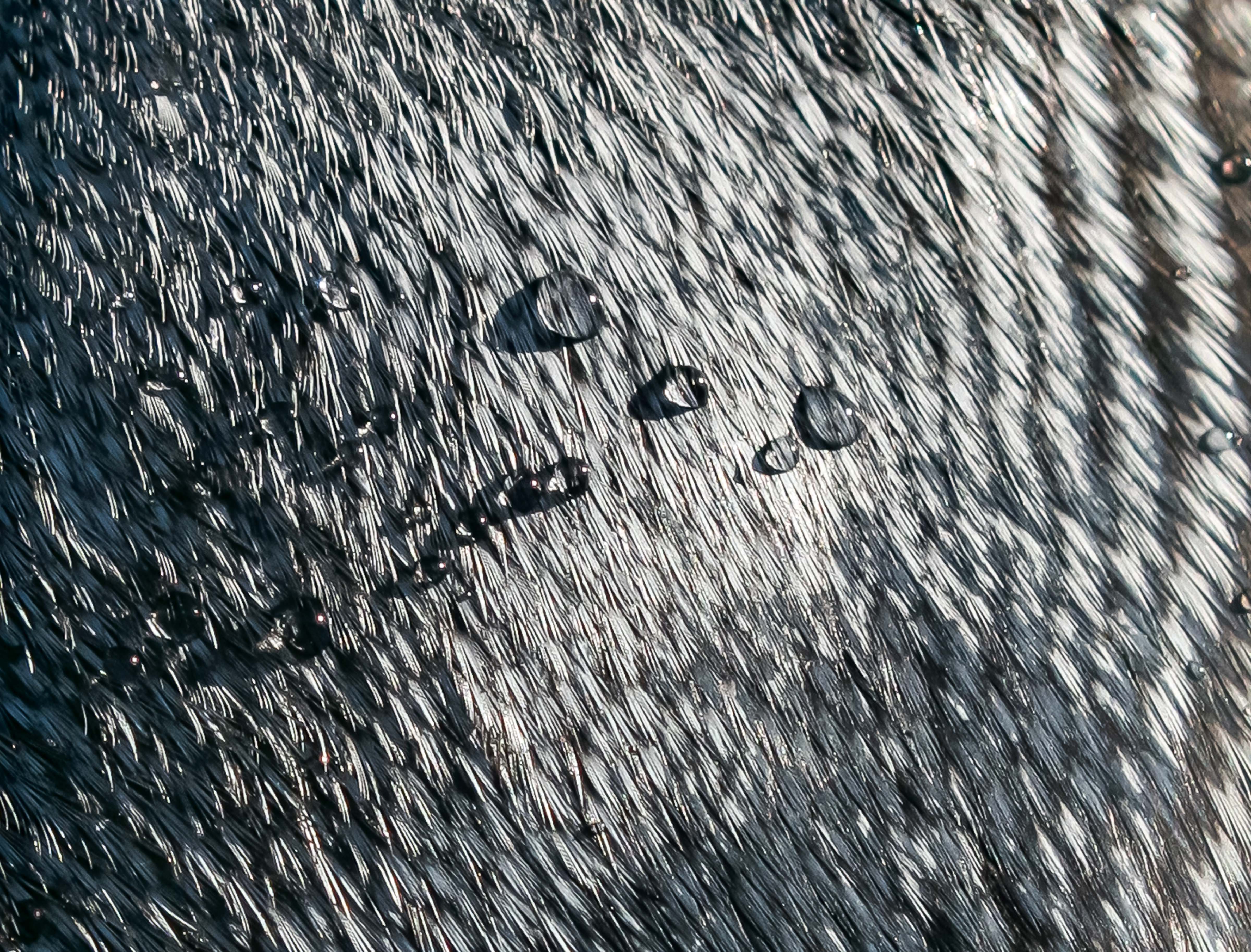South Georgia, Gold Harbor, Water Droplets On Penguin Wing, 2006