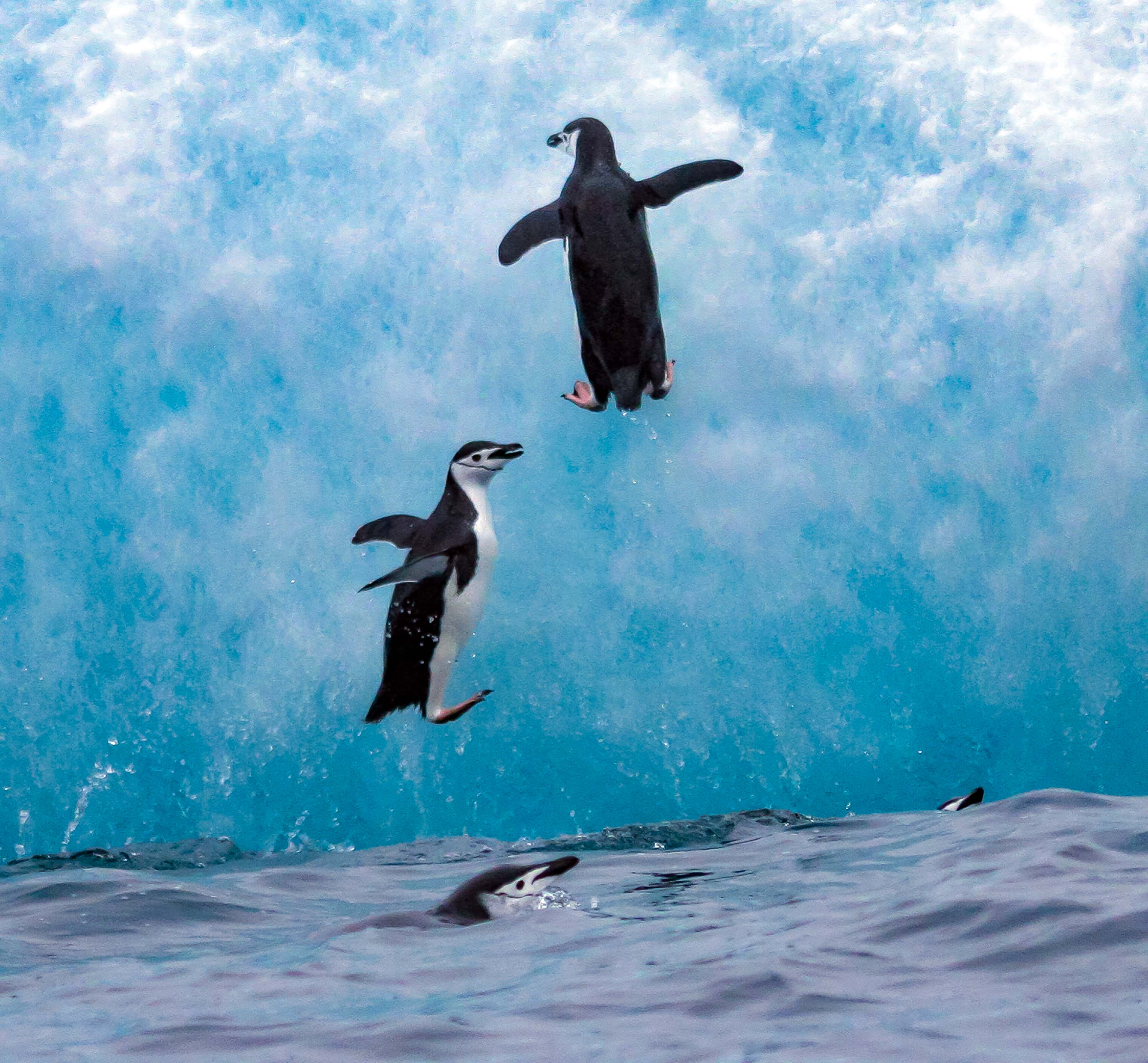 South Sandwich Islands, Saunders Island, Two Penguins Jumping On Iceberg, 2006