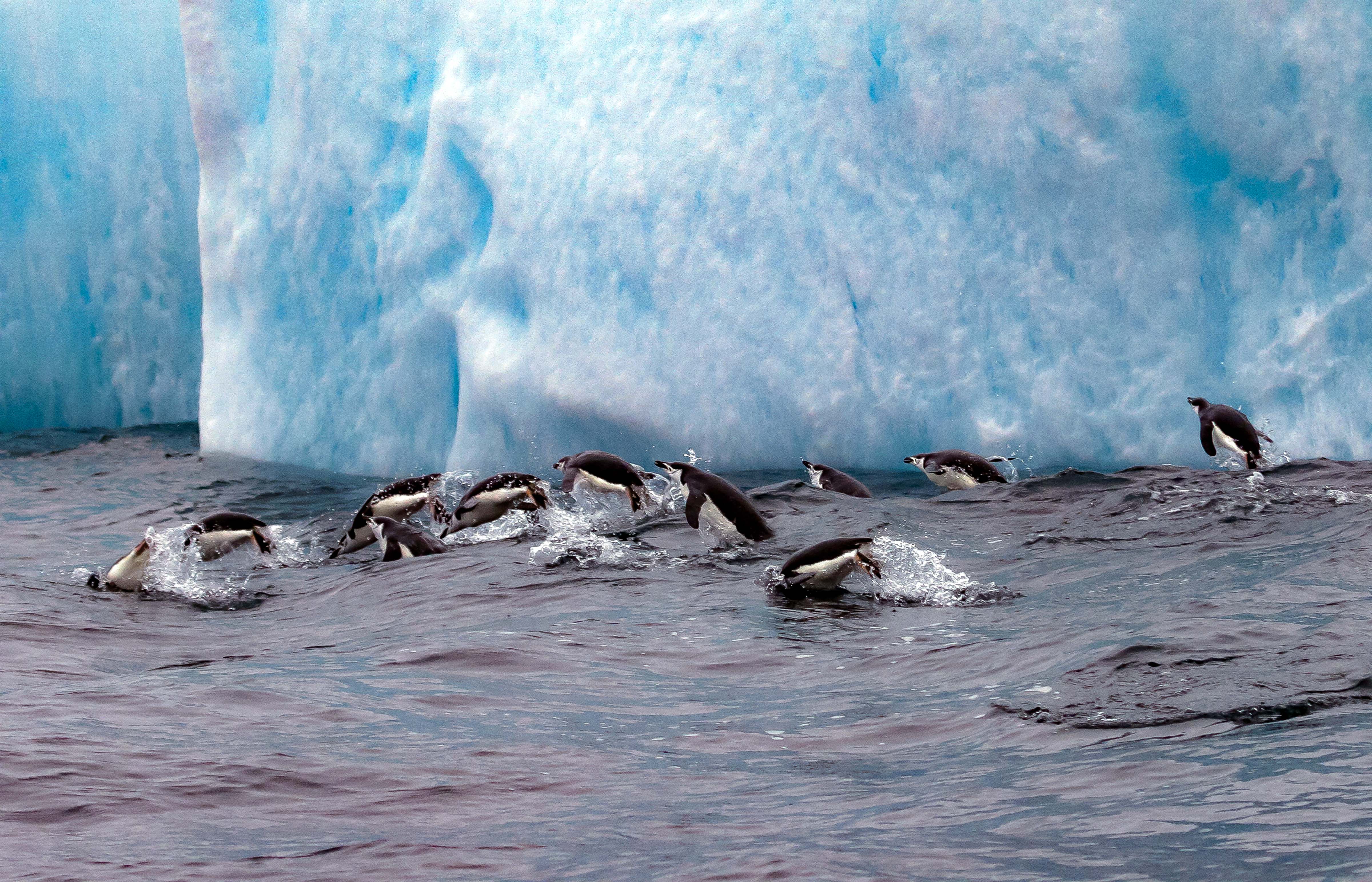 South Sandwich Is, Chinstrap Penguins Leaping Above Water, 2006