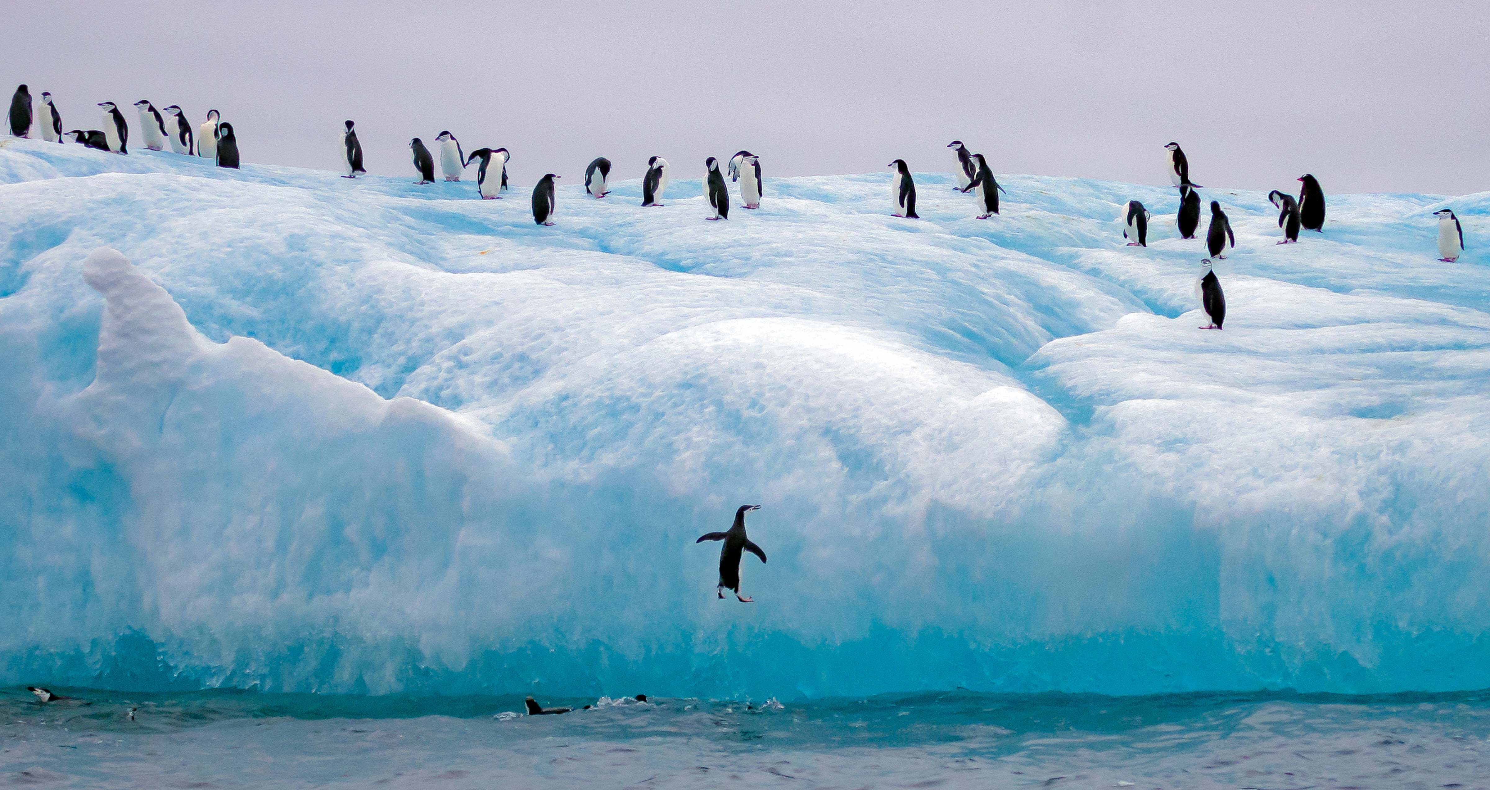 South Sandwich Is, Penguin Leaping On To Iceberg, 2006