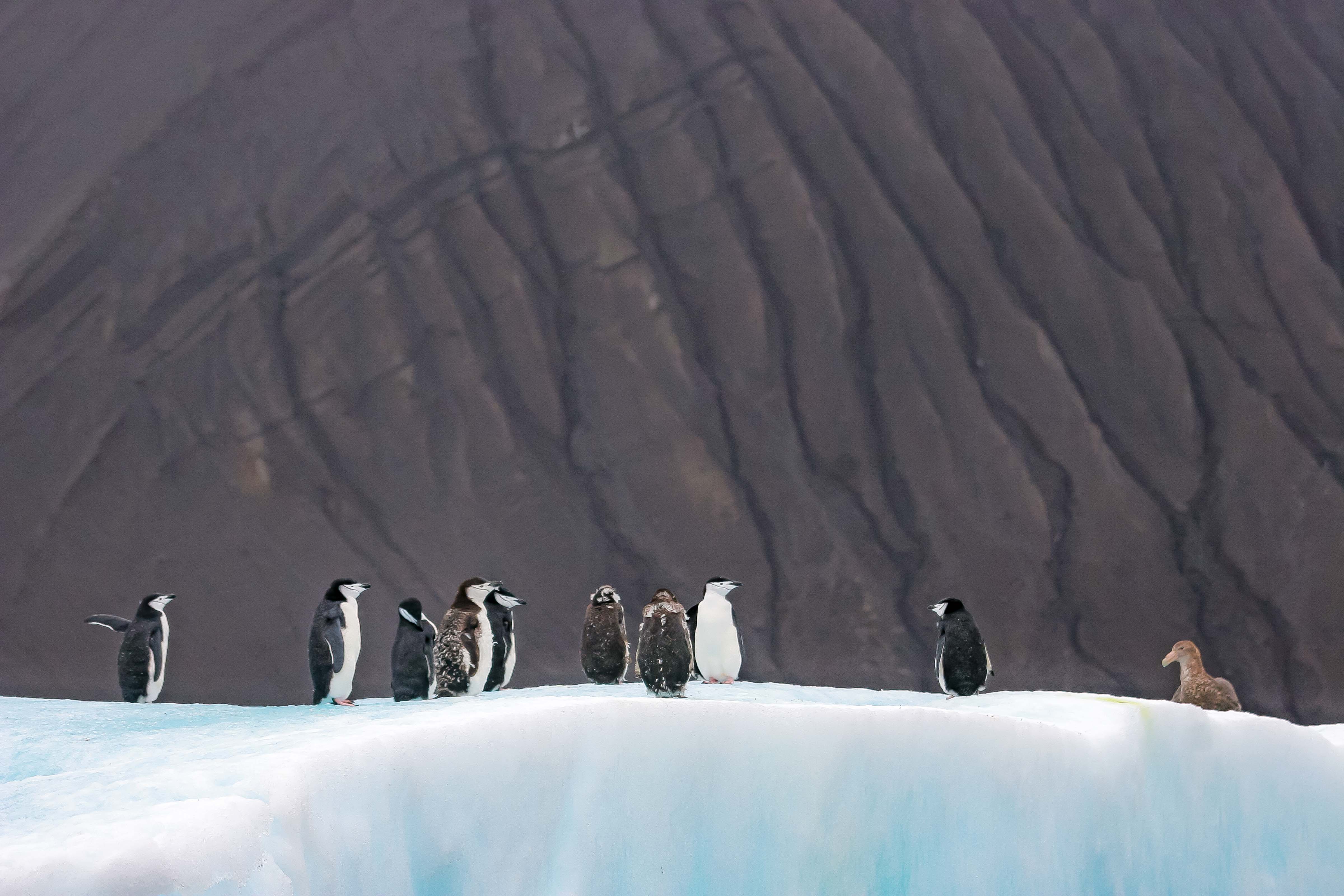 South Sandwich Is, Penguins On Iceberg With Mountain Behind, 2006