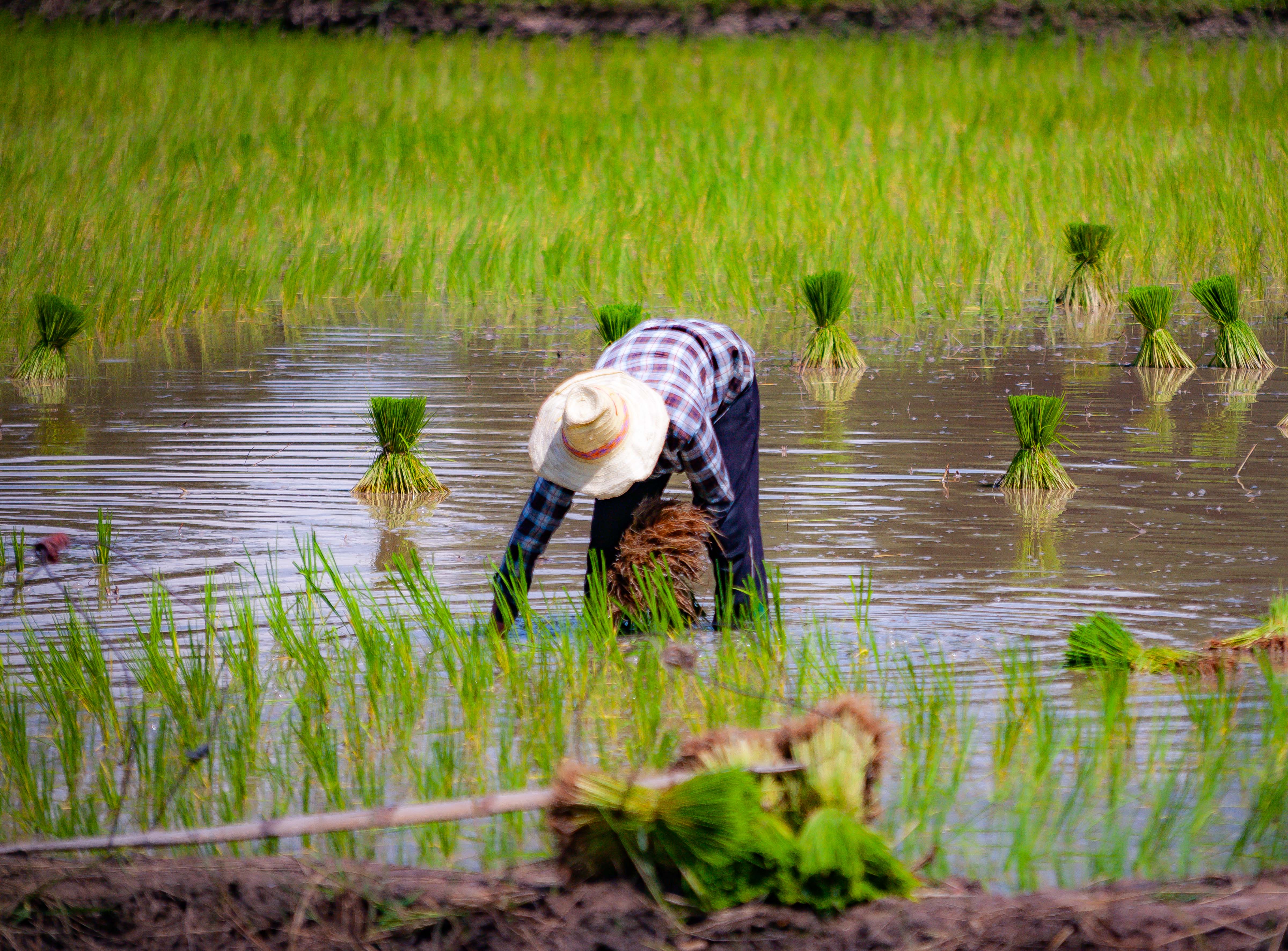 Thailand, Uthai Thani Province, Field Worker, 2008, IMG_3266