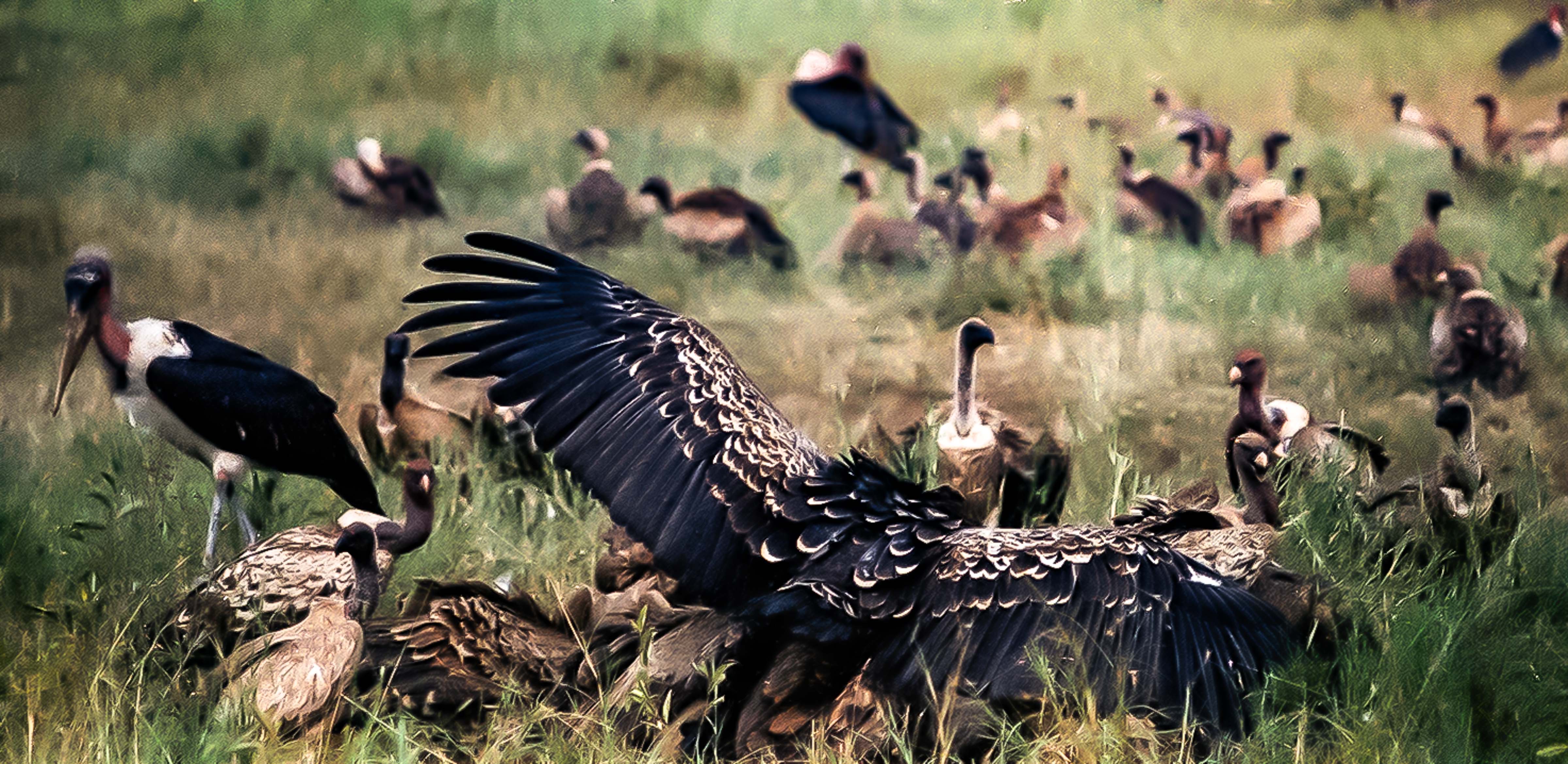 Tanzania, Buzzard Spreading Wings, 1990