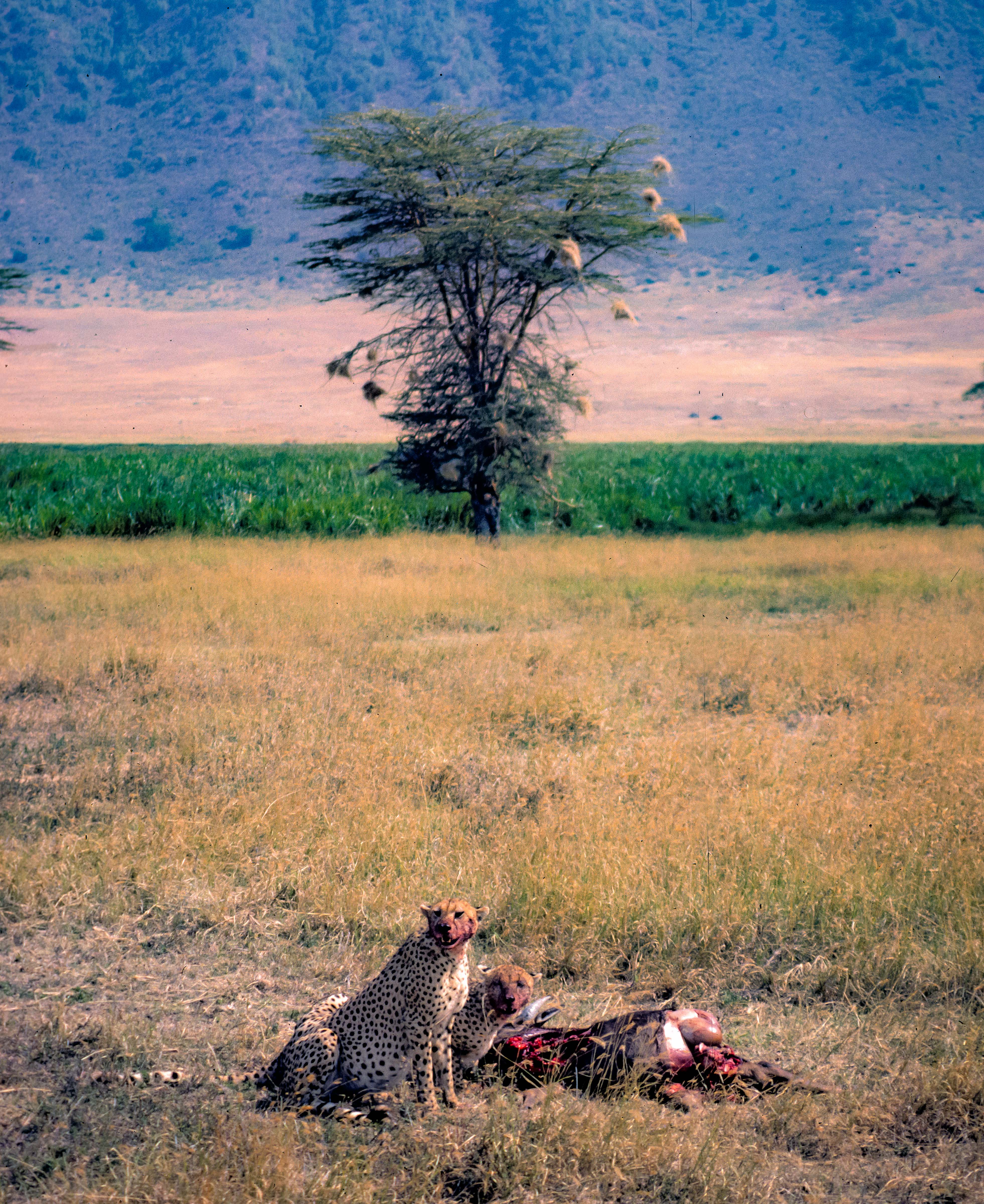 Tanzania, Cheetahs with Kill (far view), 1984
