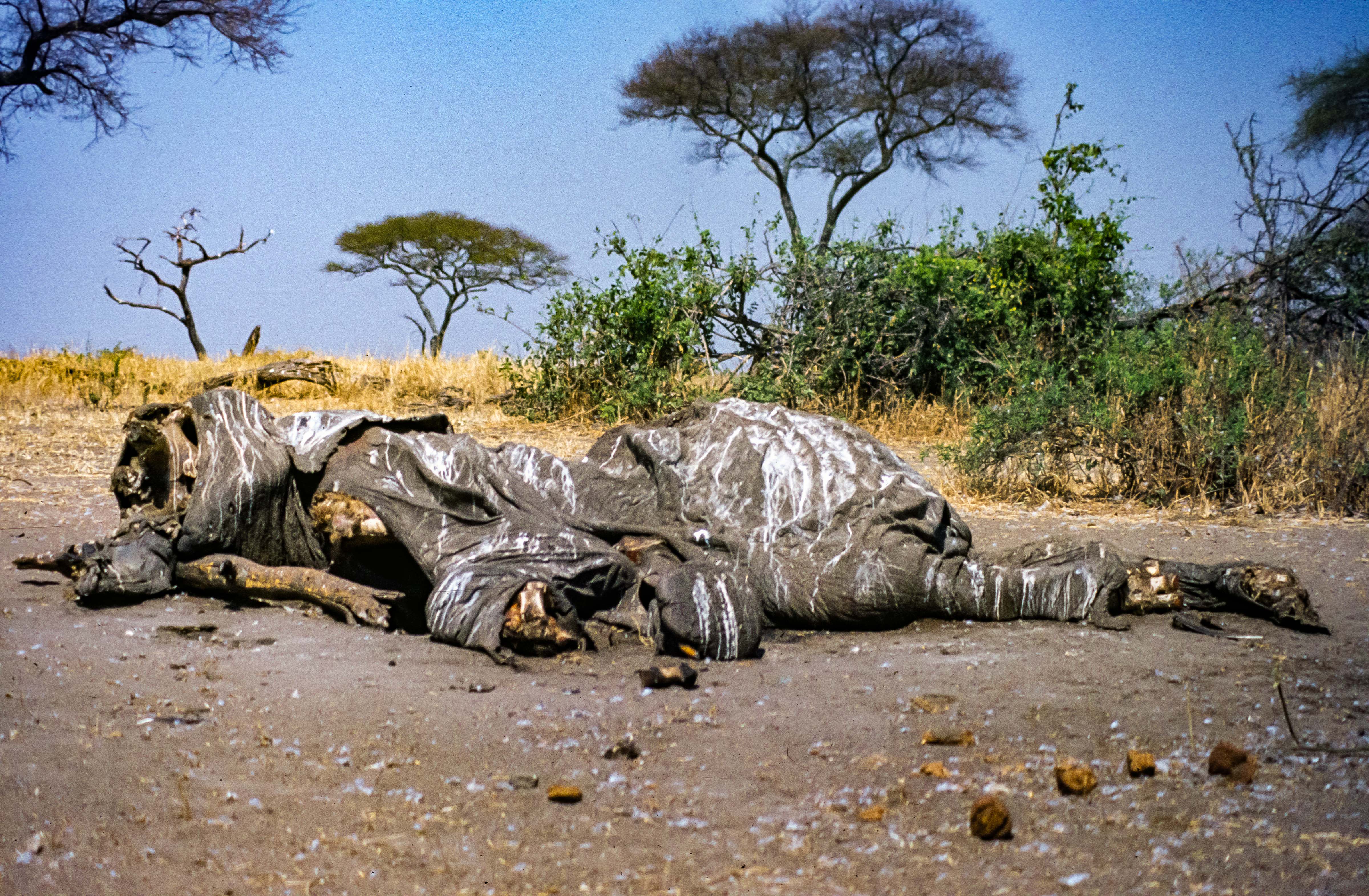 Tanzania, Poached Elephant Carcass, 1984
