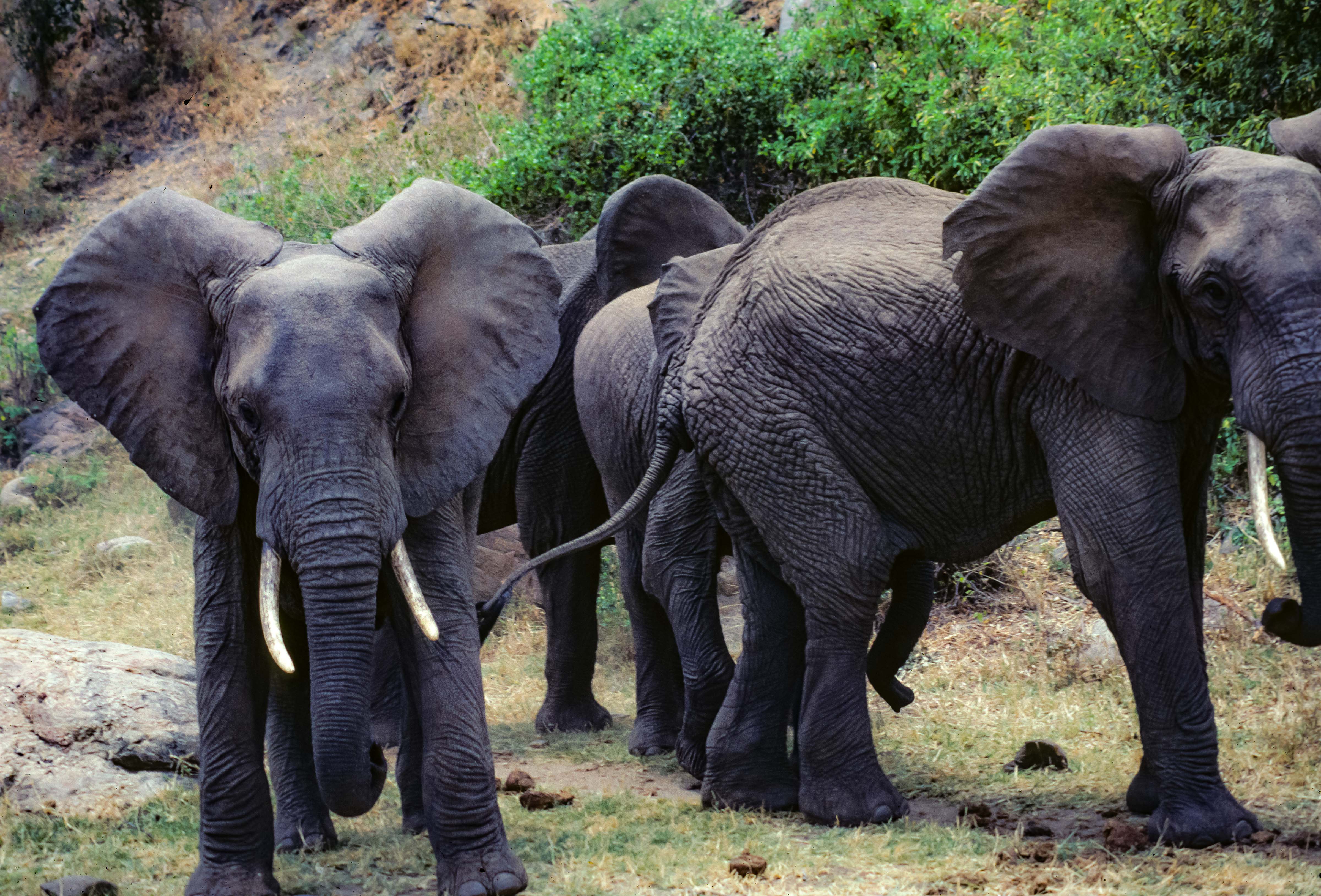 Tanzania, Threatened Elephants (Lake Manyara), 1984