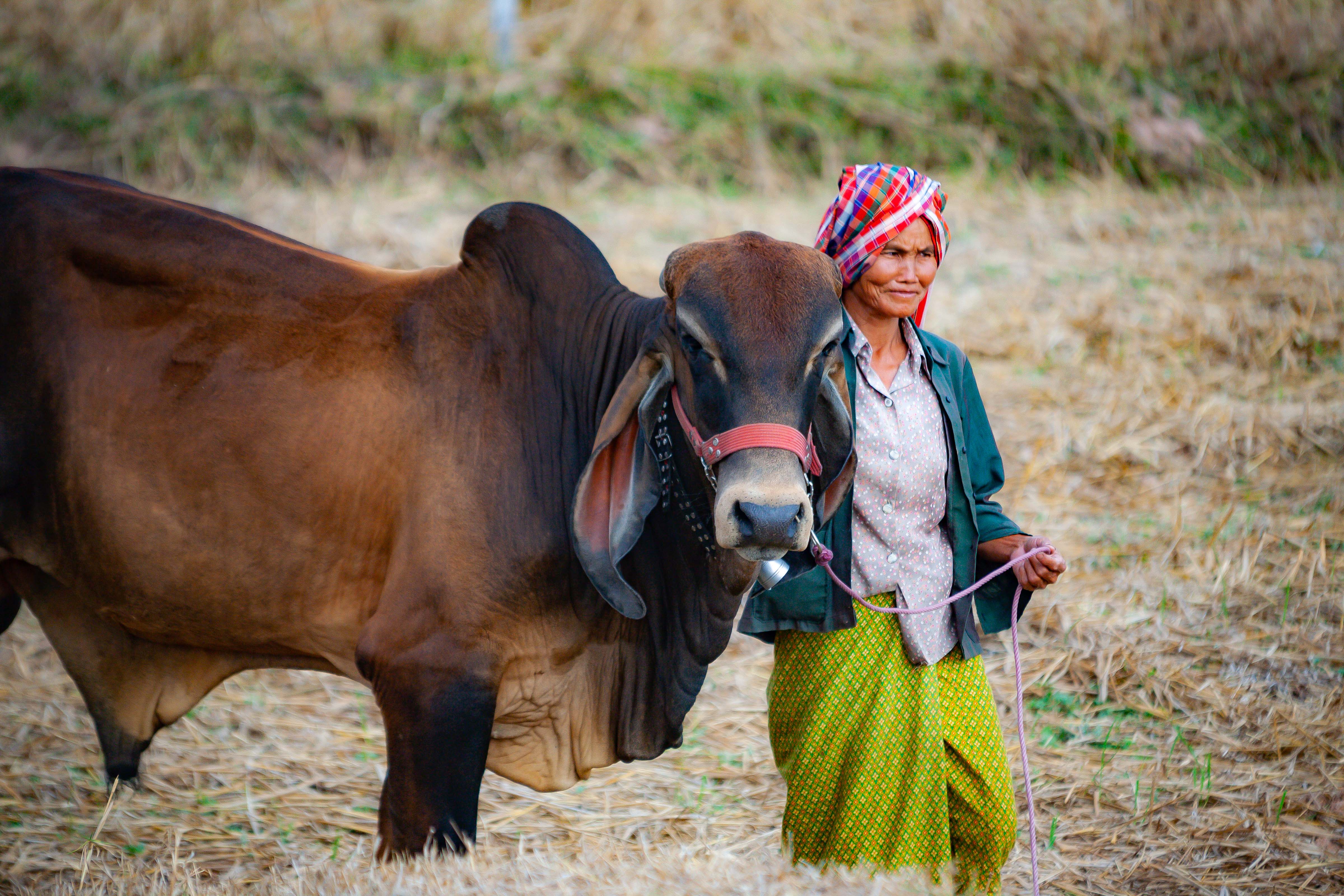 Thailand, Maha Sarakham Prov, Woman And Brahman Bull, 2008, IMG 0707
