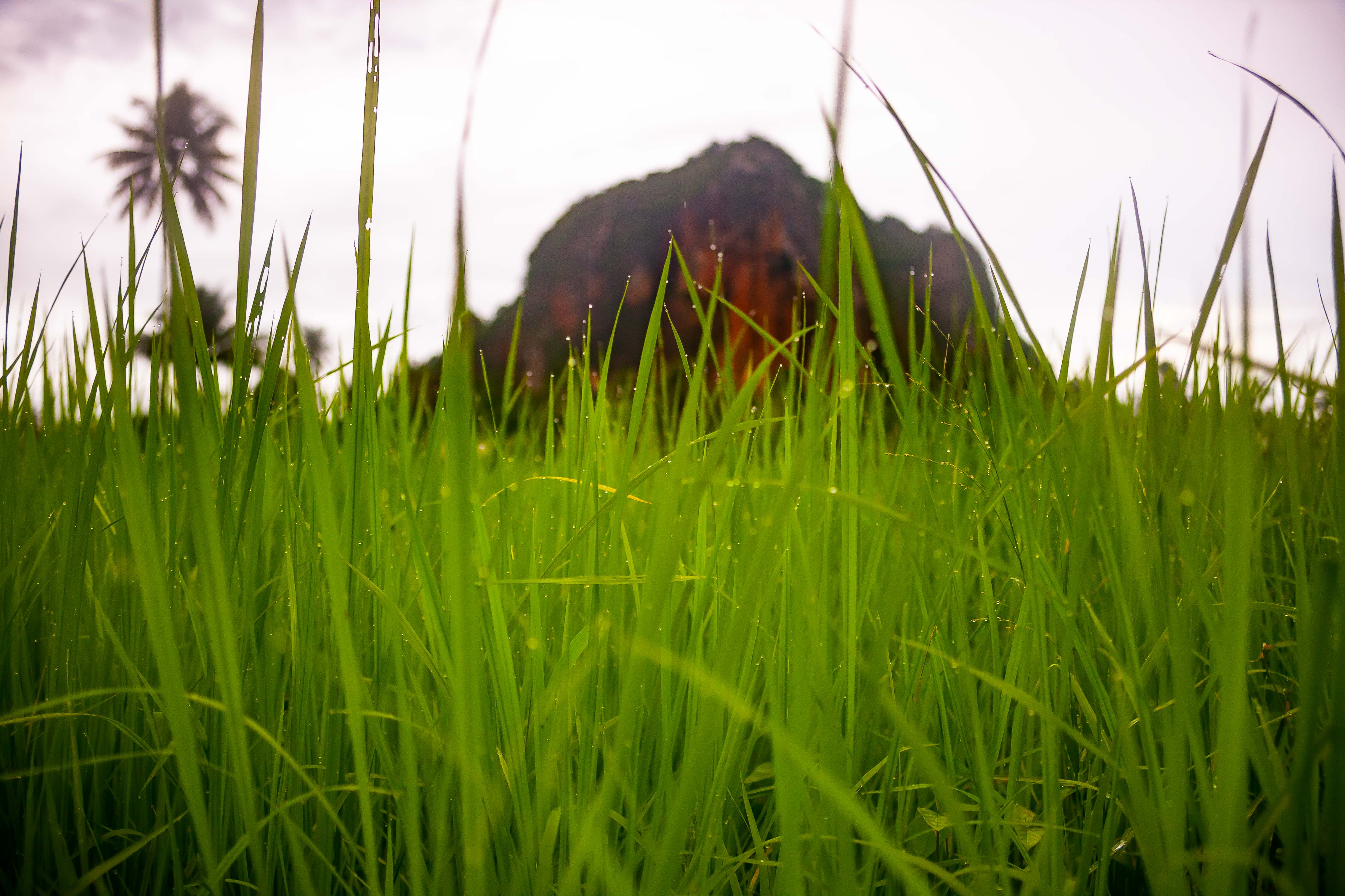 Thailand, Phatthalung Prov, Dew Filled Grass, 2008, IMG 1582