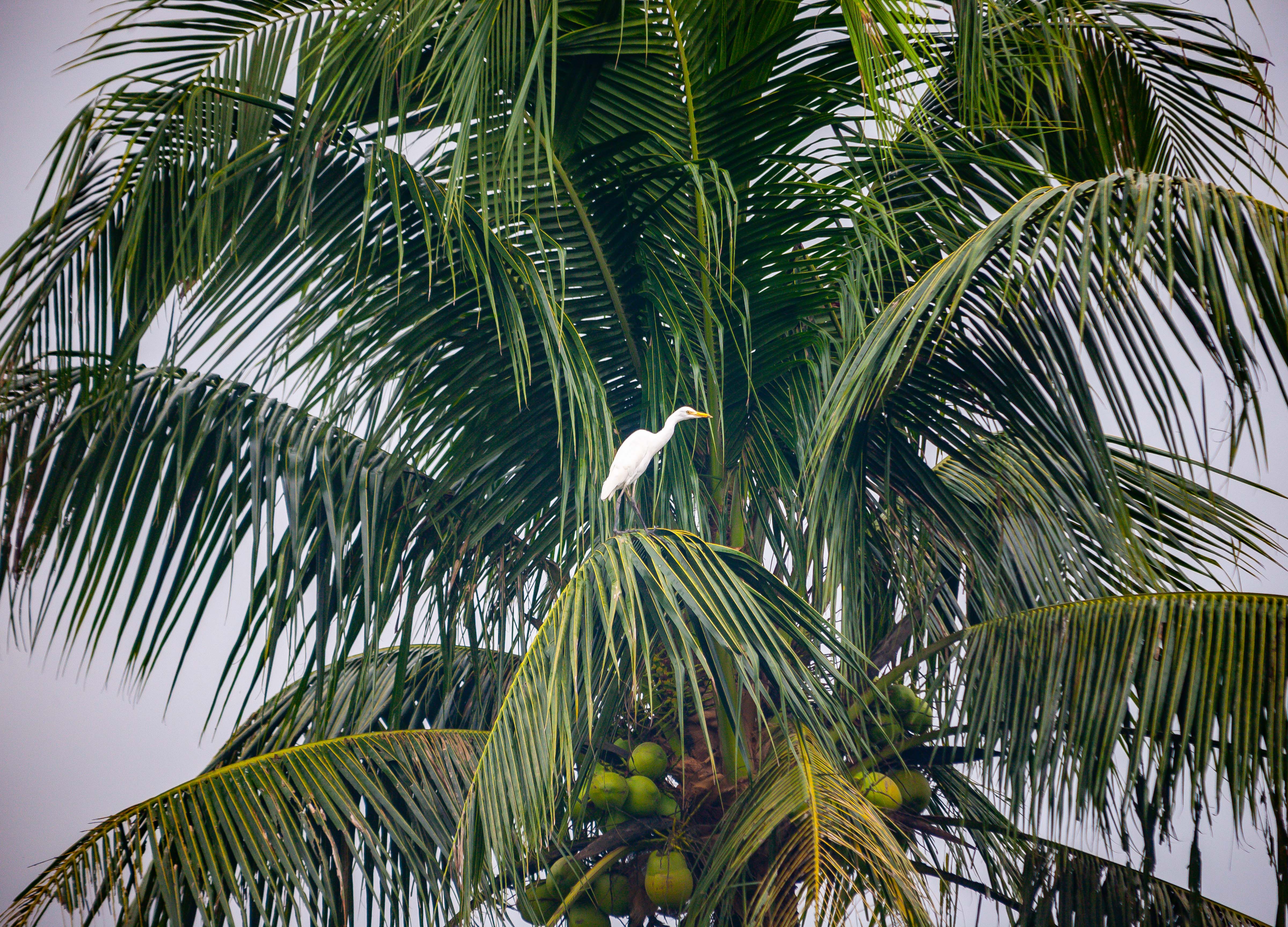 Thailand, Phatthalung Prov, Egret In Palm, 2008, IMG 1535