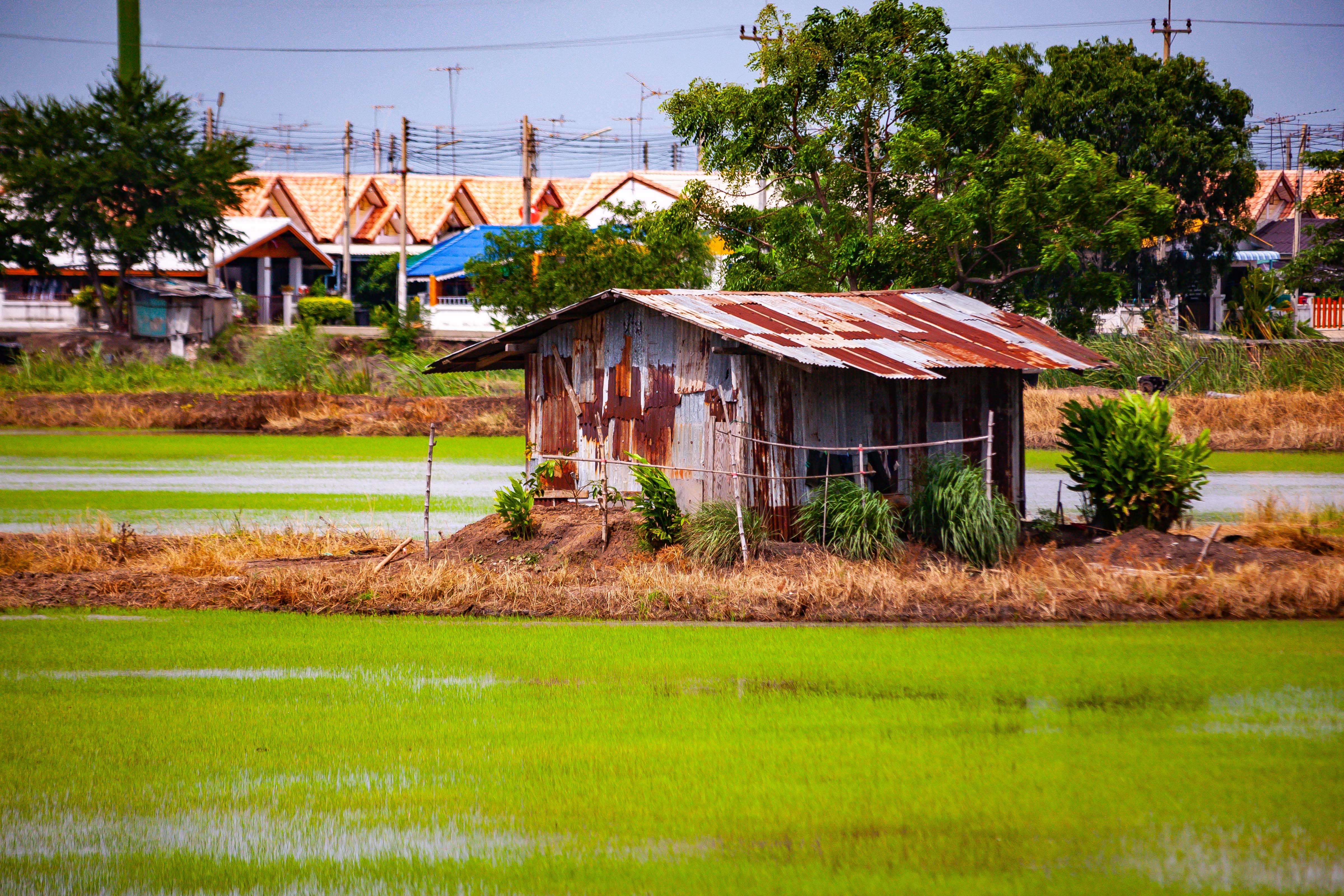 Thailand, Phra Nakhon Si Ayutthaya Prov, Rice Field House In City, 2008, IMG 4346