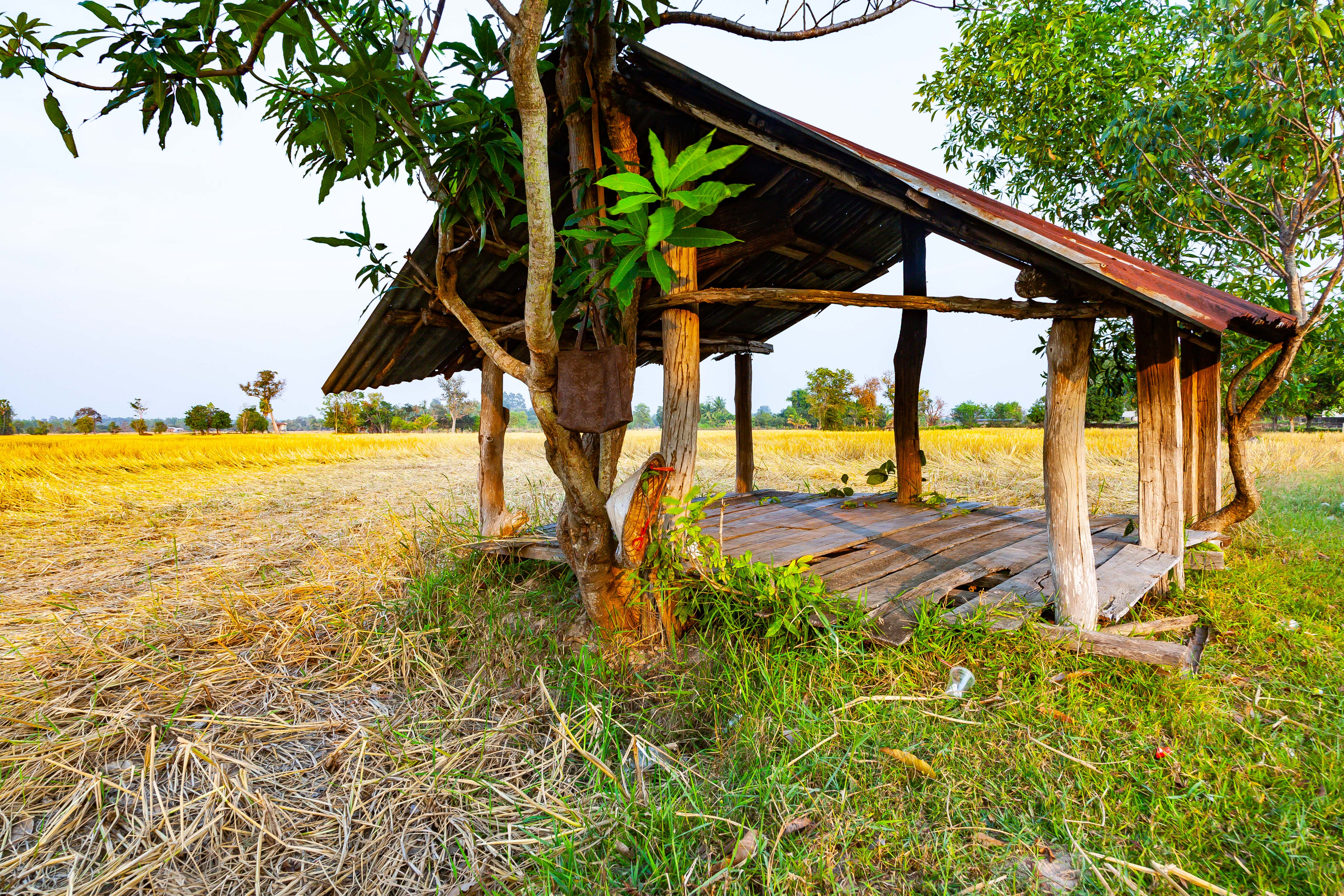 Thailand, Sakon Nakhon Prov, Field Hut, 2008, IMG 6191