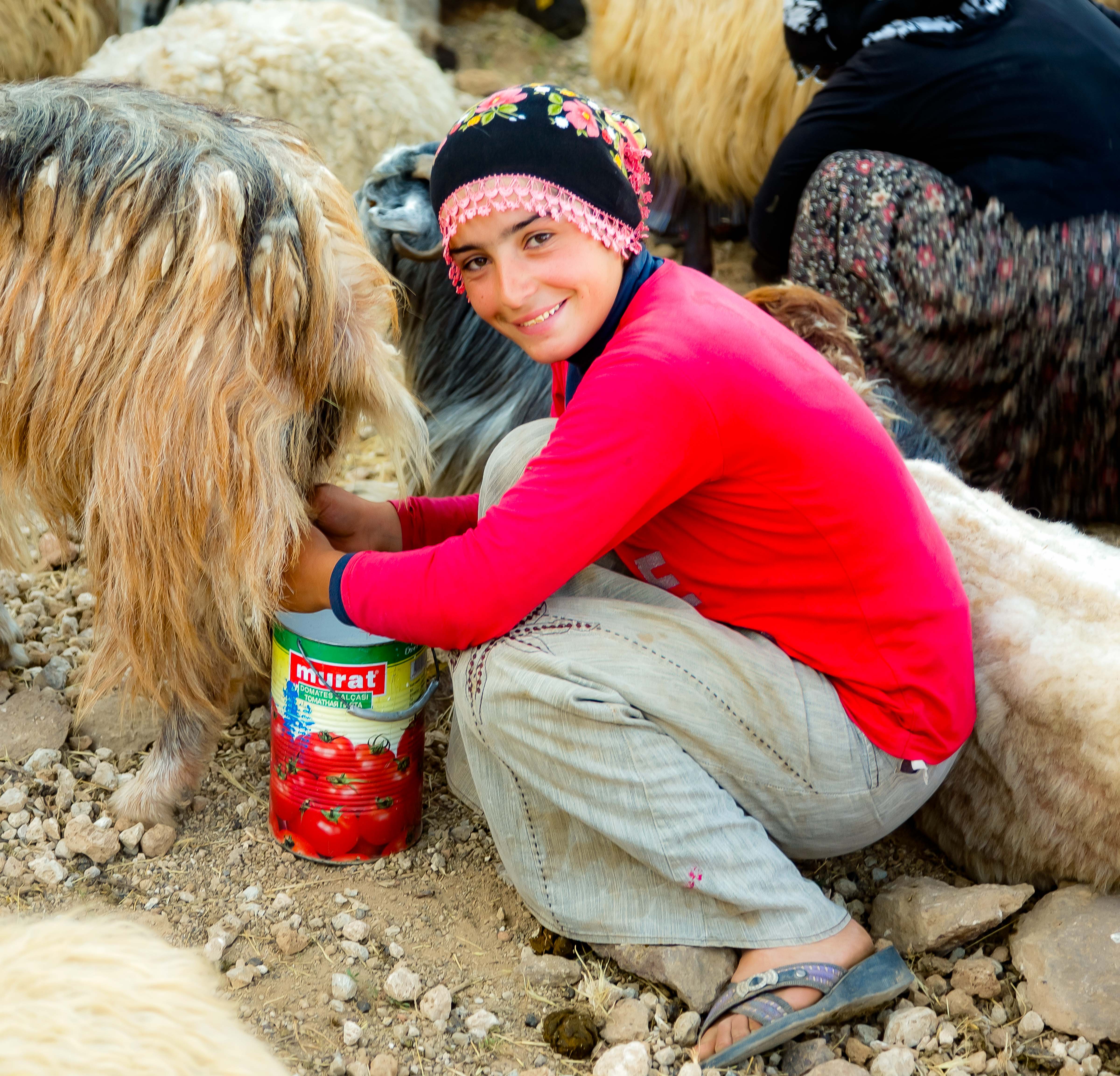 Turkey, Bitlis Prov, Sheep Camp Girl, 2010, IMG 8636