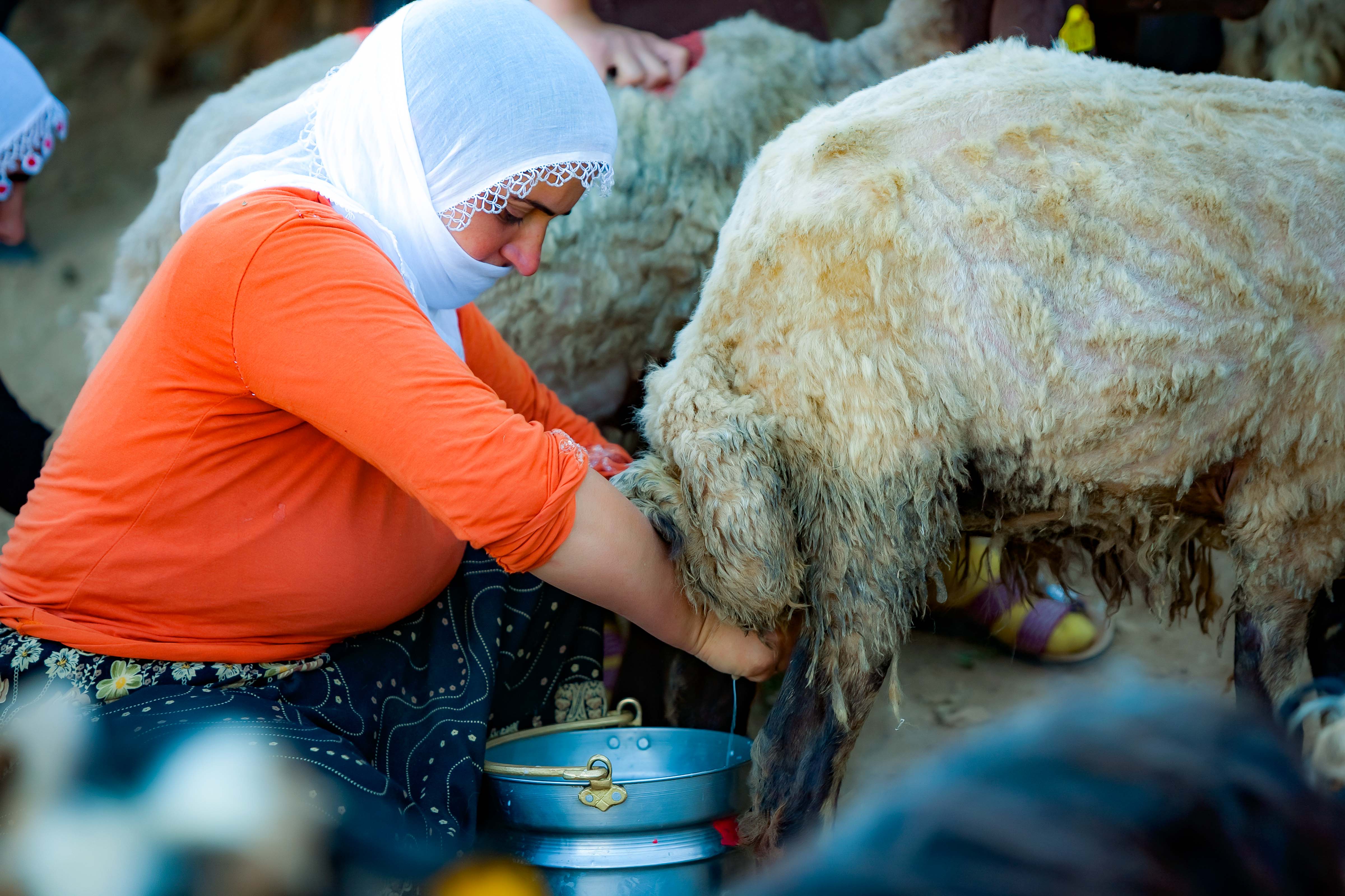 Turkey, Bitlis Prov, Sheep Camp Milking, 2010, IMG 8621