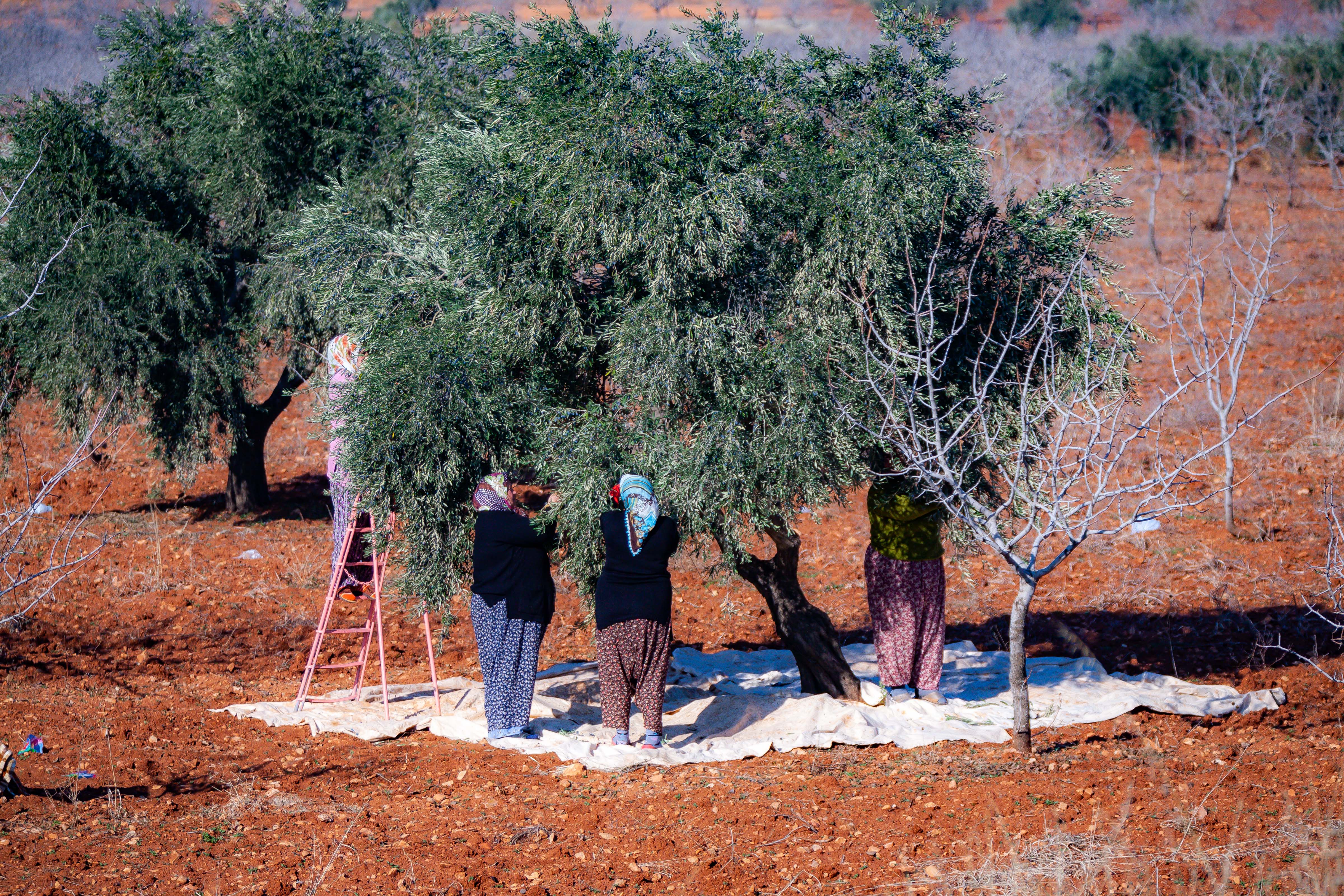 Turkey, Gaziantep Prov, Picking Olives, 2009, IMG 1535