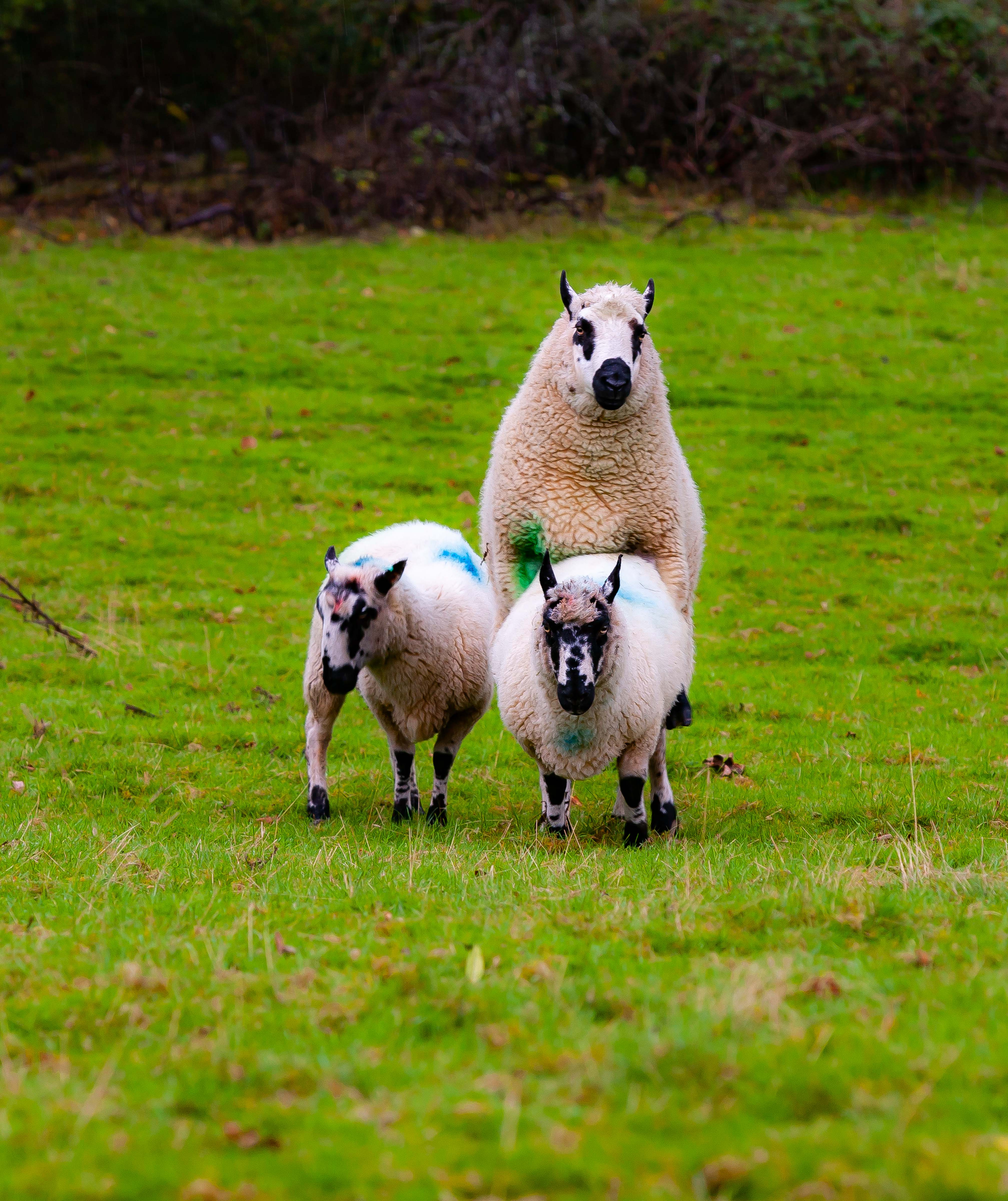 UK, Carmarthenshire Prov, Sheep Mating, 2009, IMG 5696