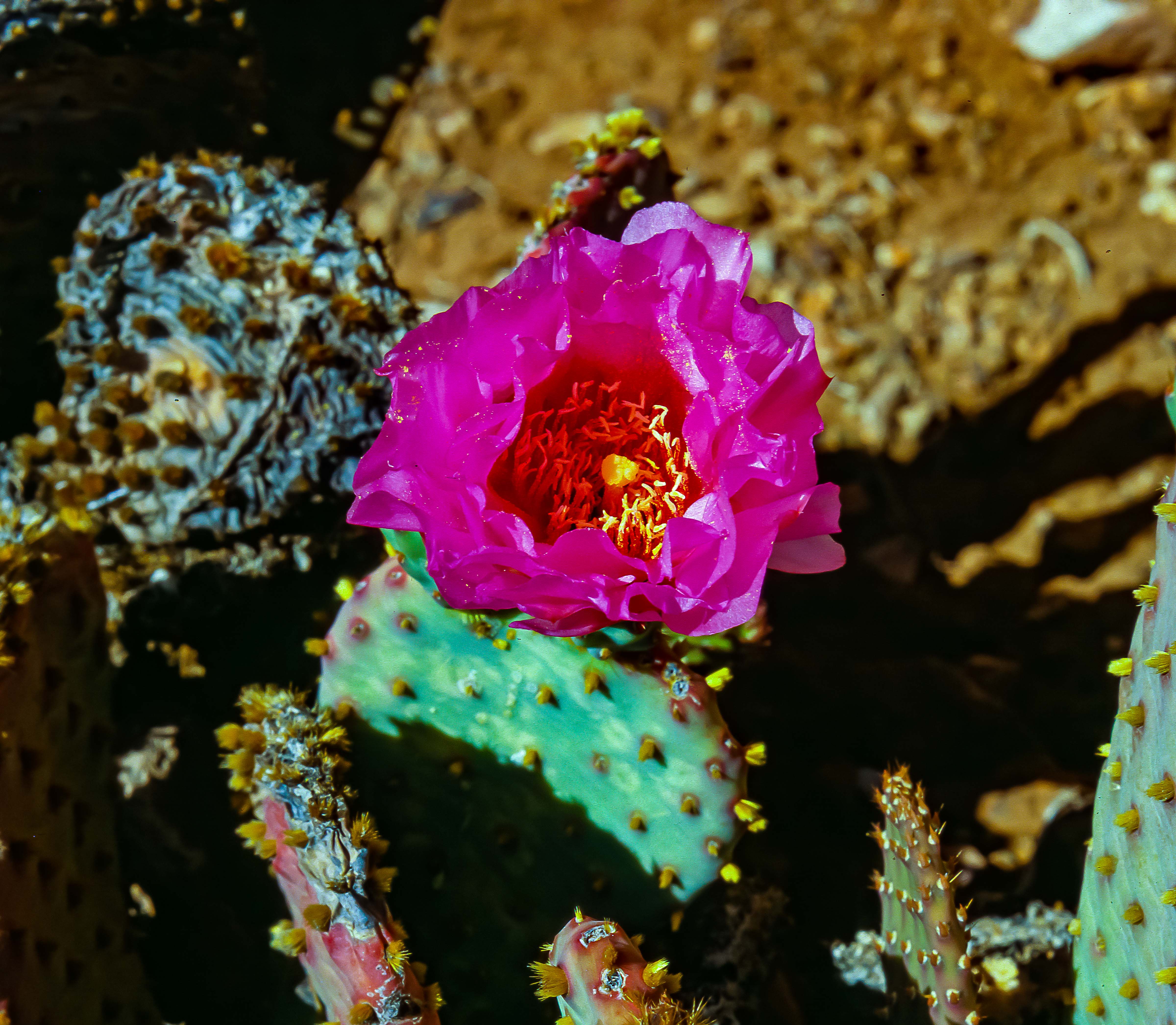 USA, AZ, Grand Canyon, Purple Cactus Flower, 1988