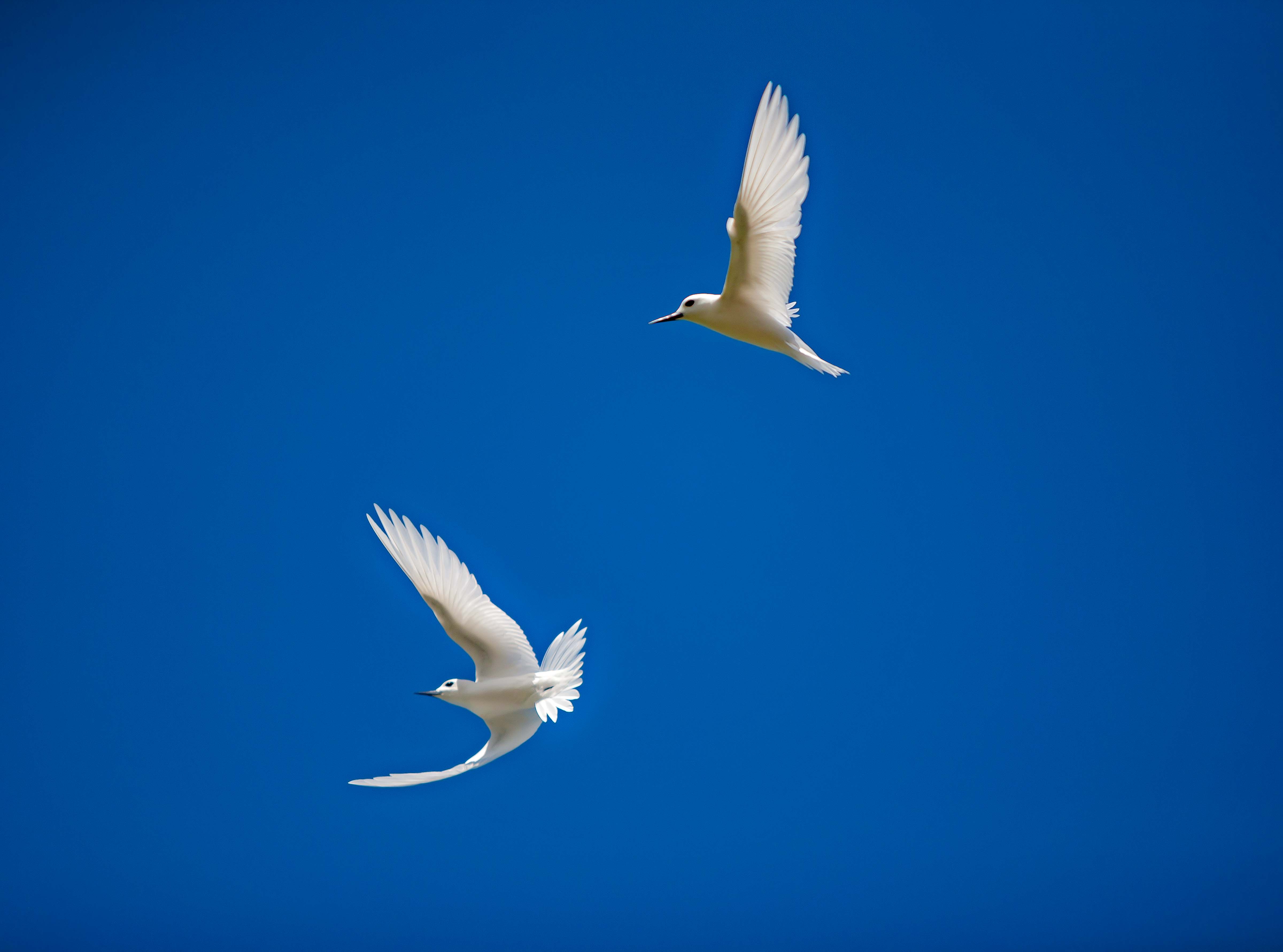 USA, Wake Island, Birds Terns, 2009, IMG 2921