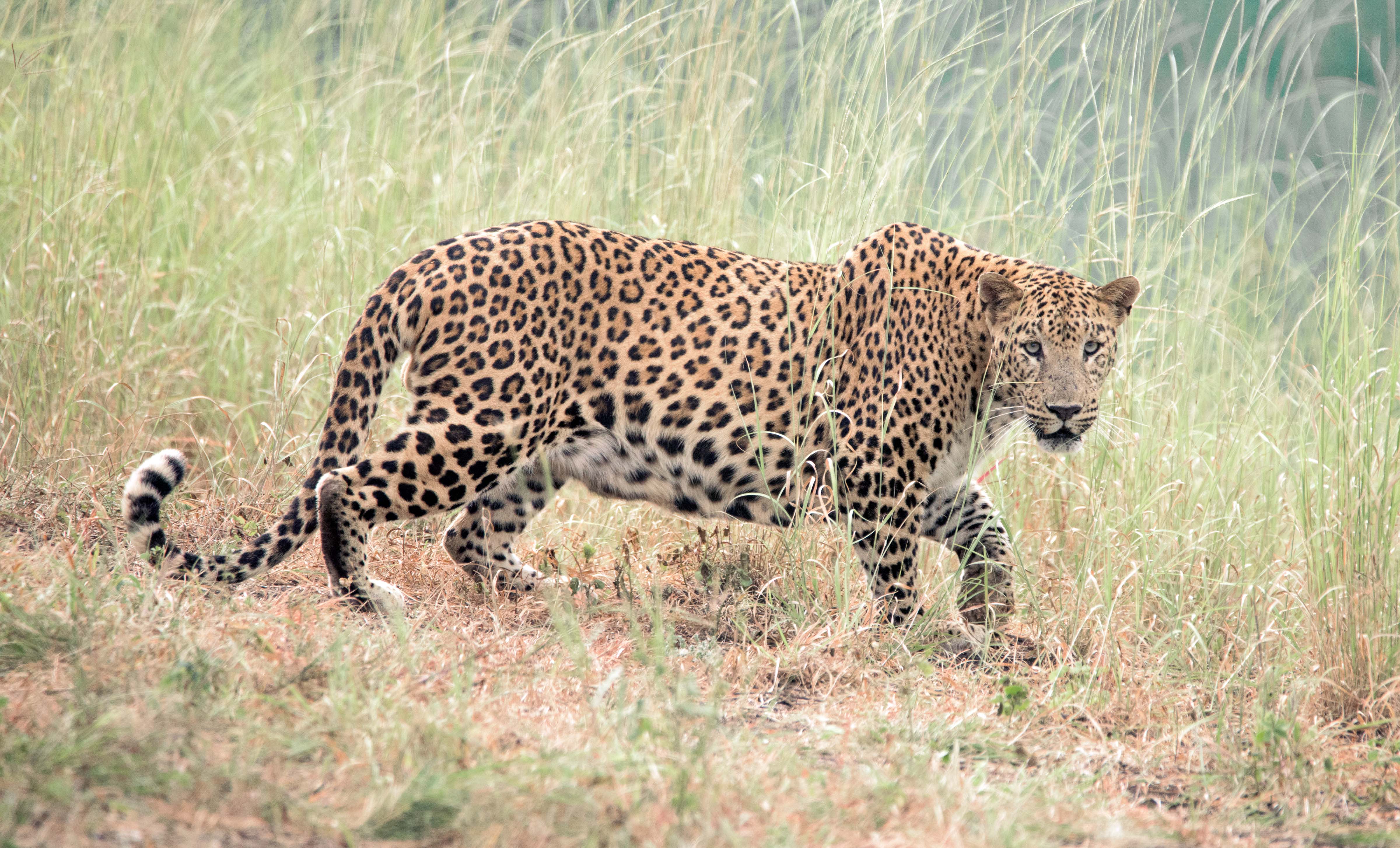 Indian Leopard in Sasan Gir Indian Leopard in Sasan Gir