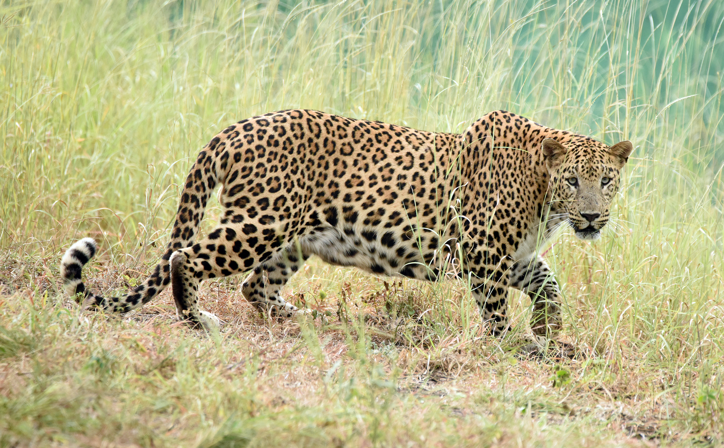 Indian Leopard at Sasan Gir