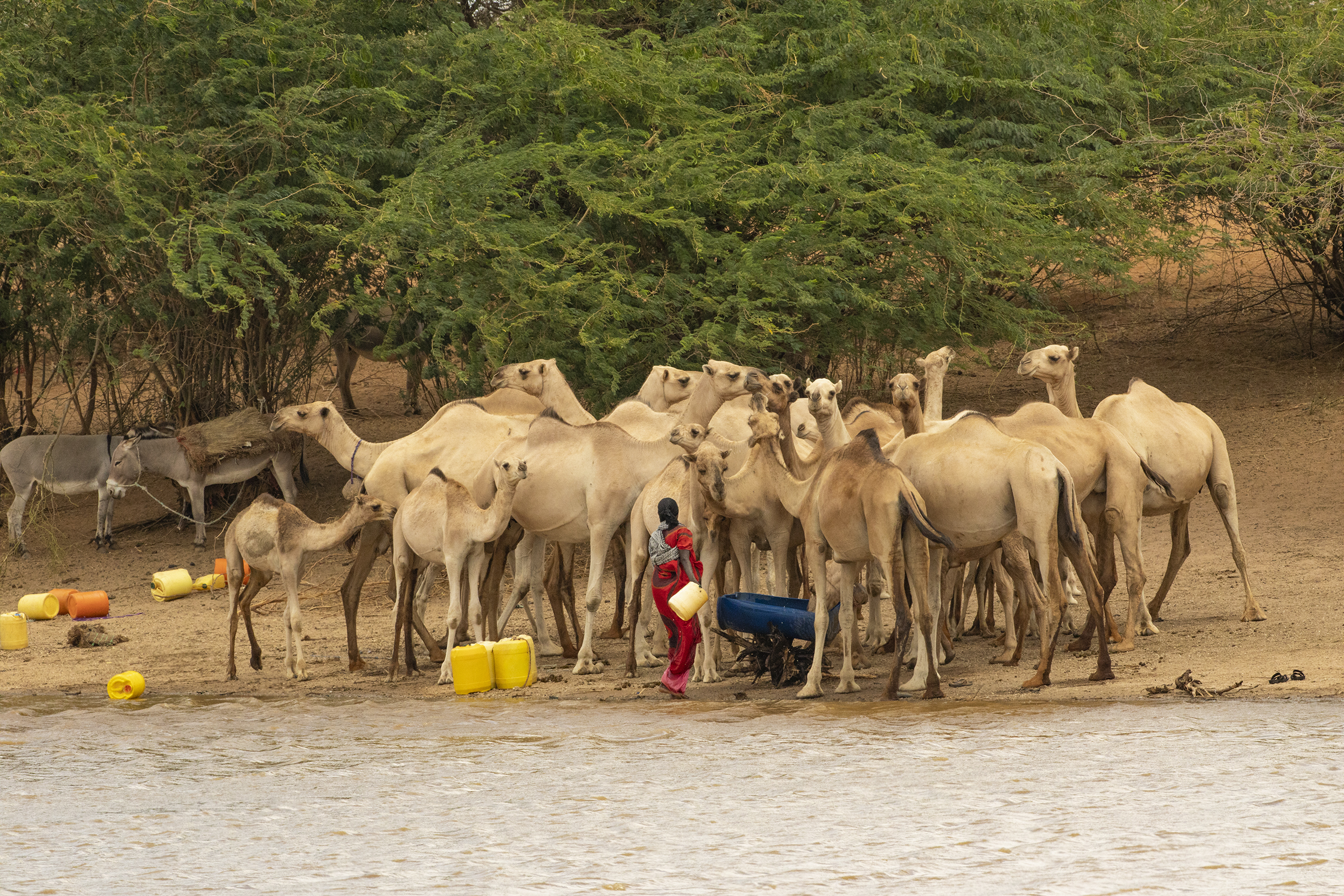 Woman With Camels