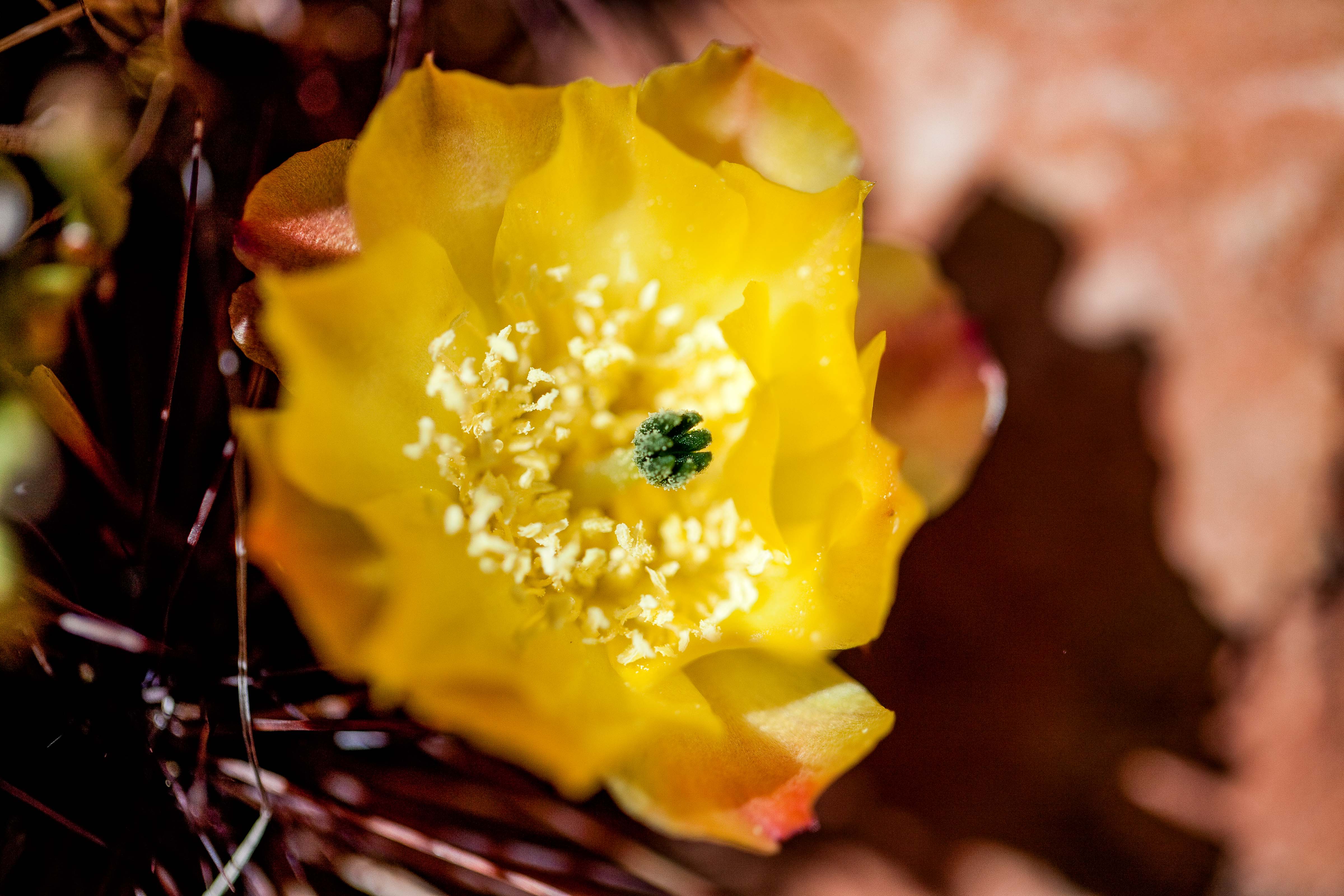 Argentina, Jujuy Prov, Cactus Flower, 2010, IMG 6341