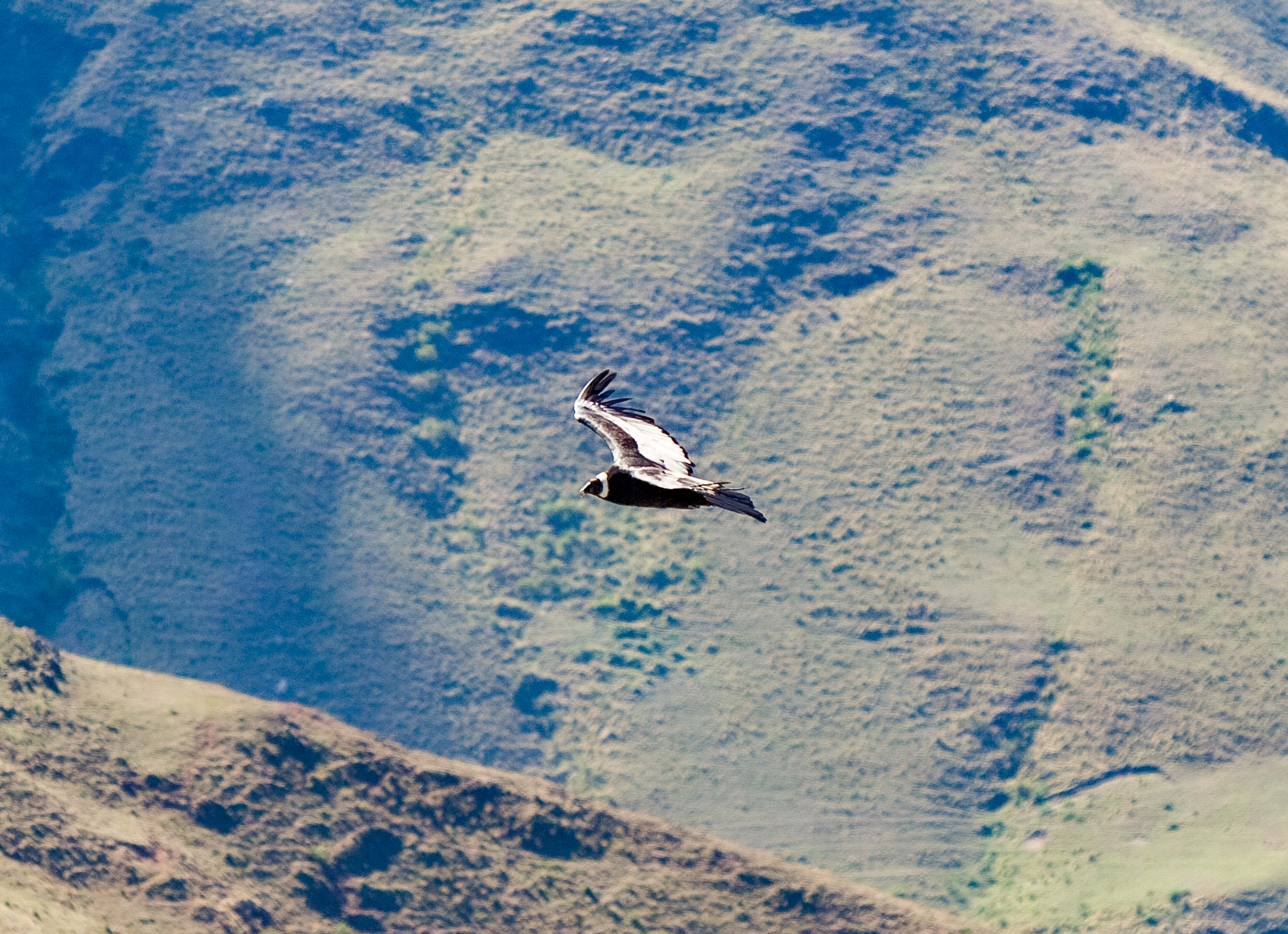 Argentina, Jujuy Prov, Condor At Molulu Hillside, 2010, IMG 8391 CU2