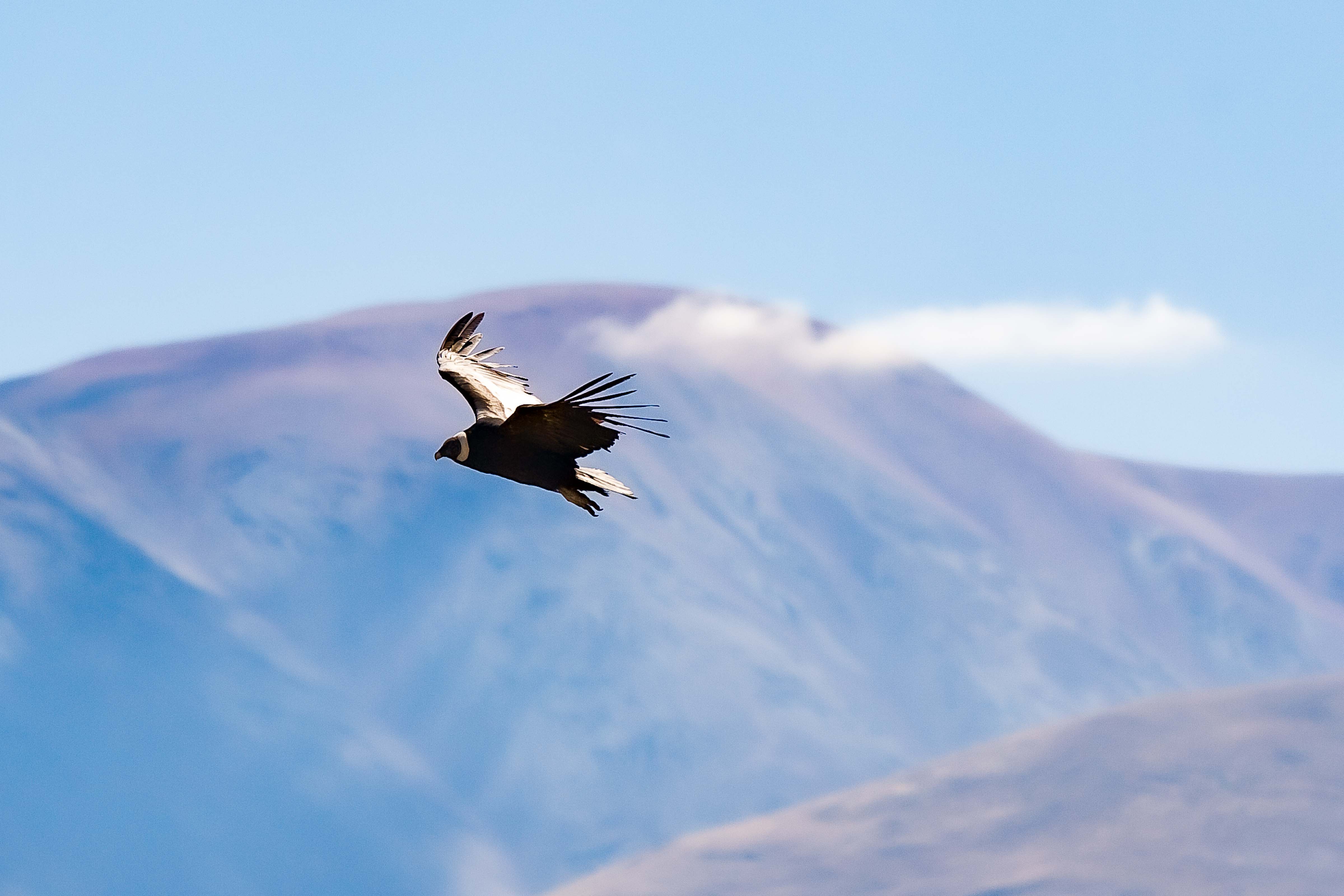 Argentina, Jujuy Prov, Condor At Molulu Mountains, 2010, IMG 8402 CU1