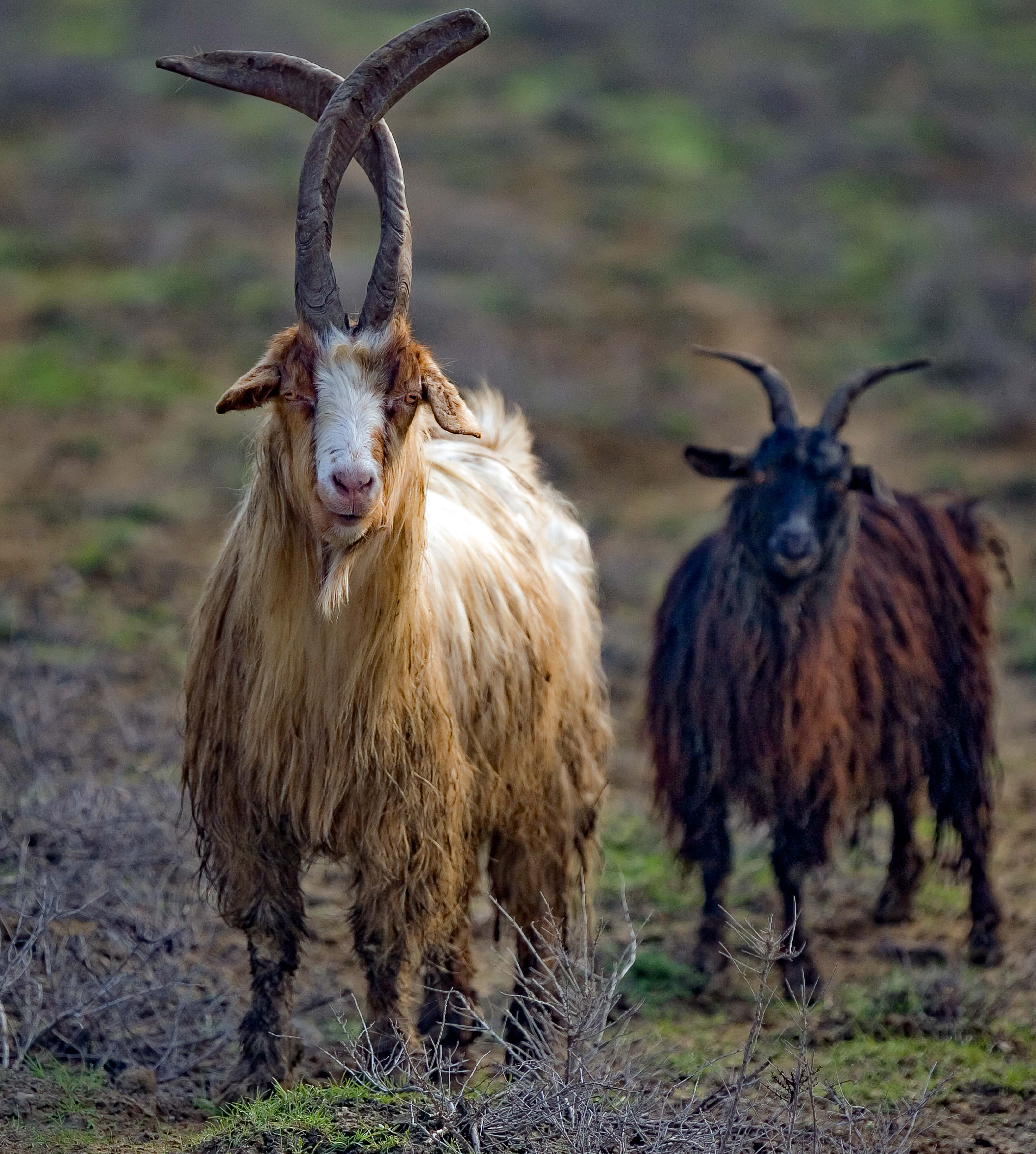 Azerbaijan, Absheron Prov, Long Horn Goat, 2009, IMG 8004