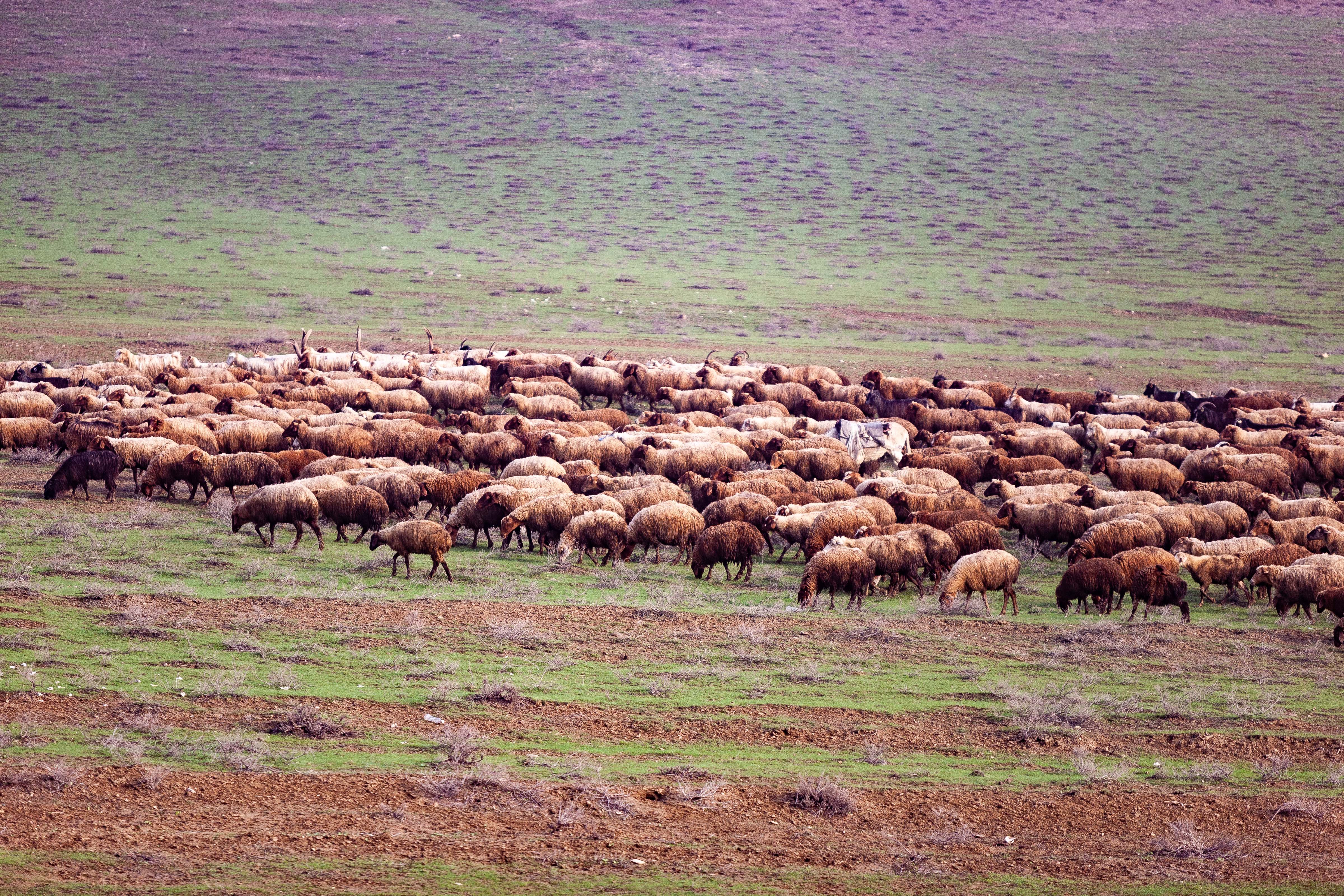 Azerbaijan, Absheron Rayon, Long Horn Sheep, 2009, IMG 7998