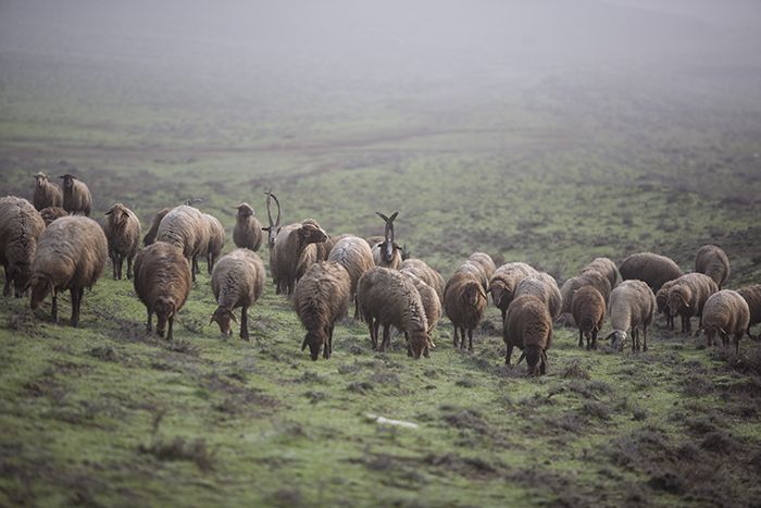 Azerbaijan, Absheron Rayon, Long Horn Sheep, 2009, IMG 8002