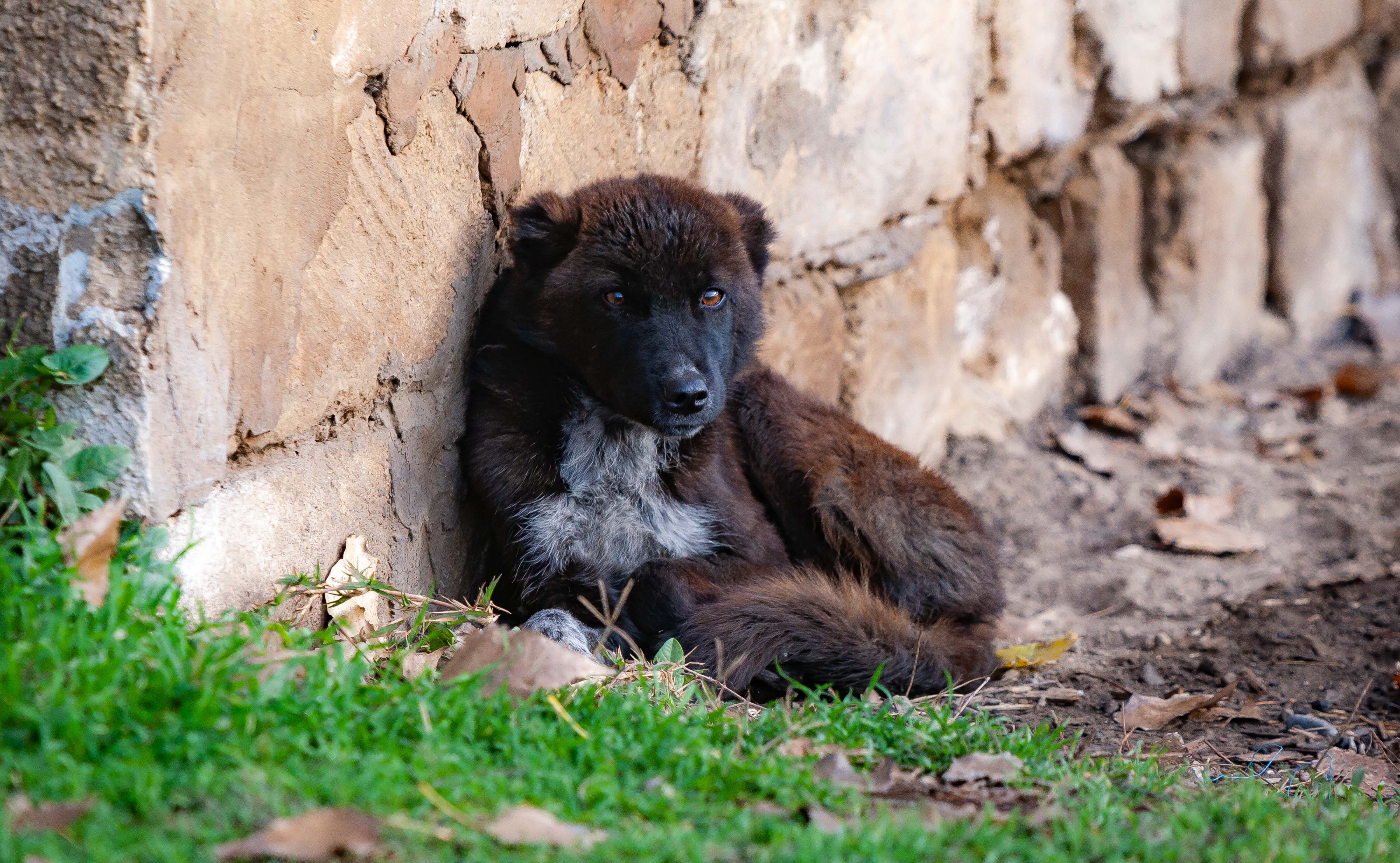 Azerbaijan, Agstafa Prov, Dog, 2009, IMG 8694