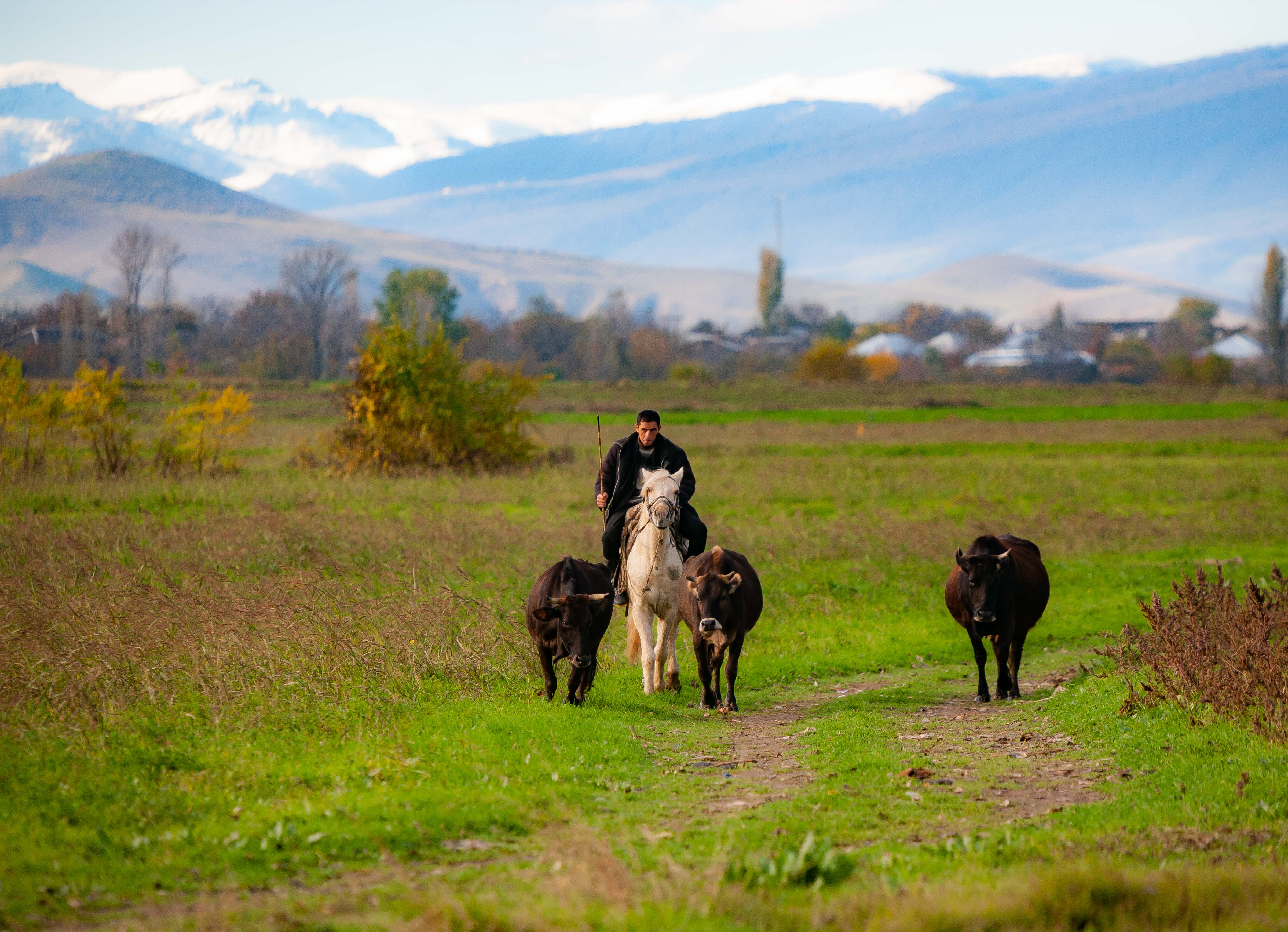 Azerbaijan, Agstafa Prov, Horse Man Cows, 2009, IMG 8690