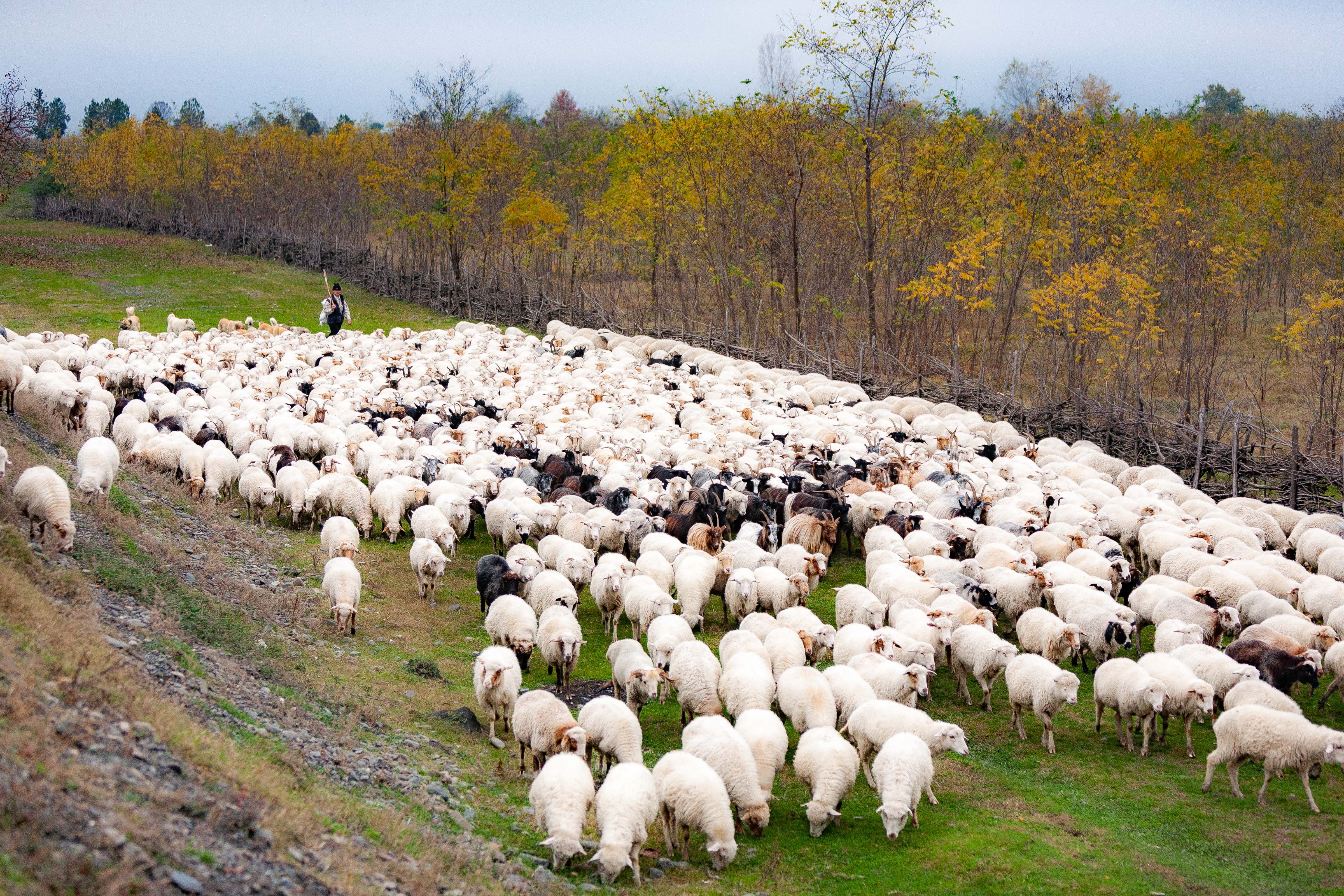 Azerbaijan, Qax Prov, Sheep, 2009, IMG 8333