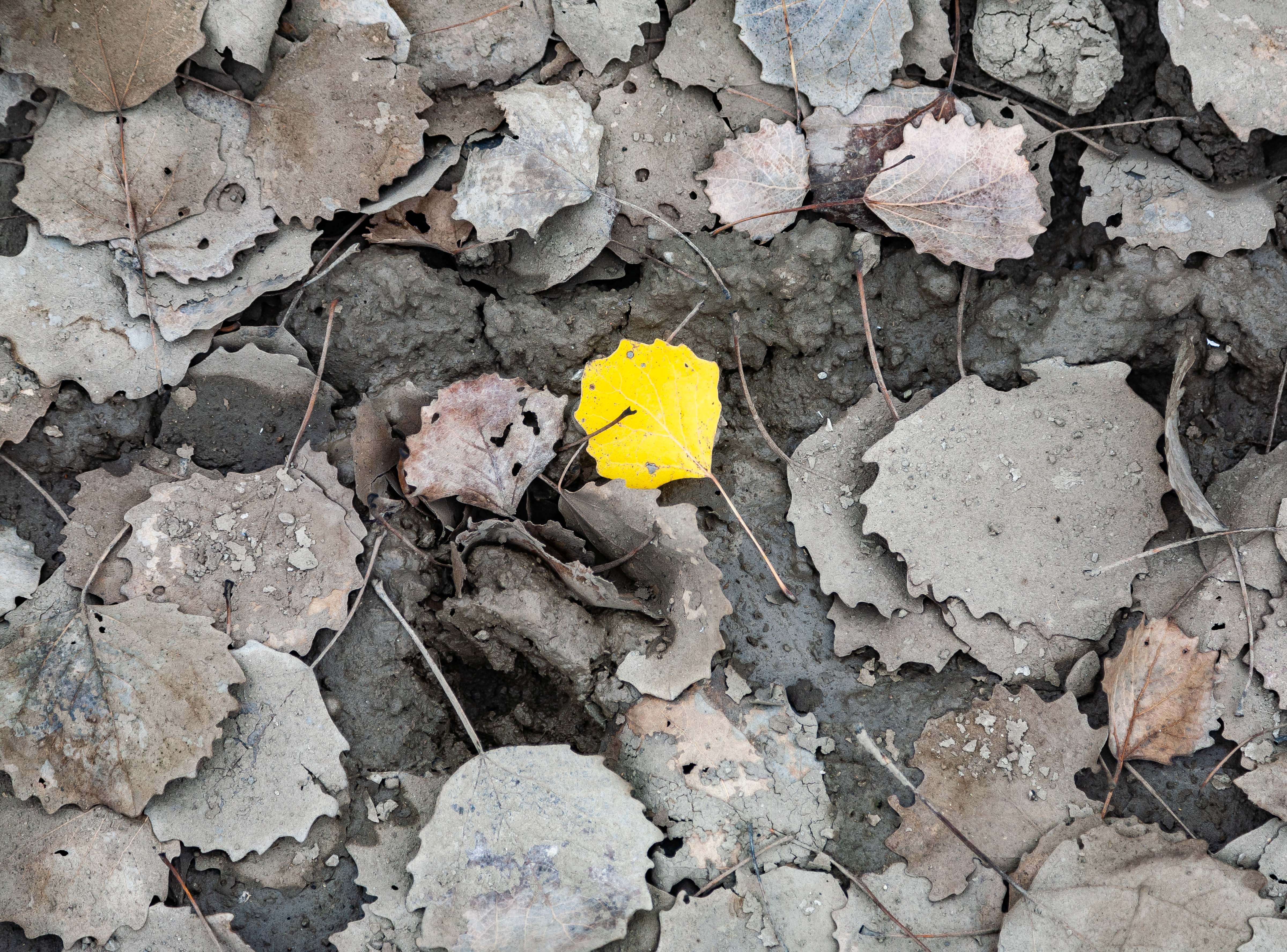 Azerbaijan, Shamaxi Rayon, Fallen Leaf, 2009, IMG 8061
