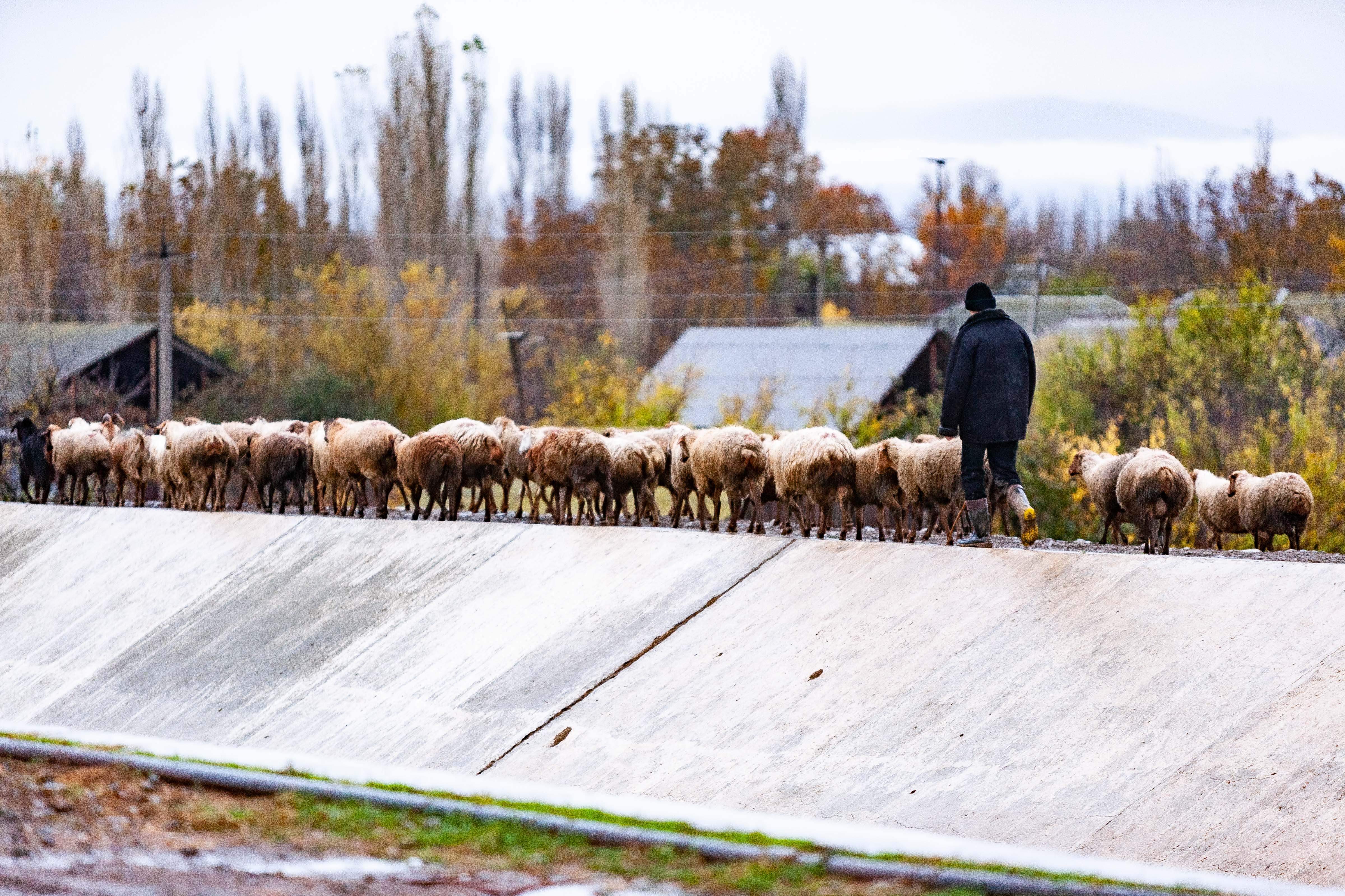 Azerbaijan, Samux Prov, Sheep Along The Dyke, 2009, IMG 8619