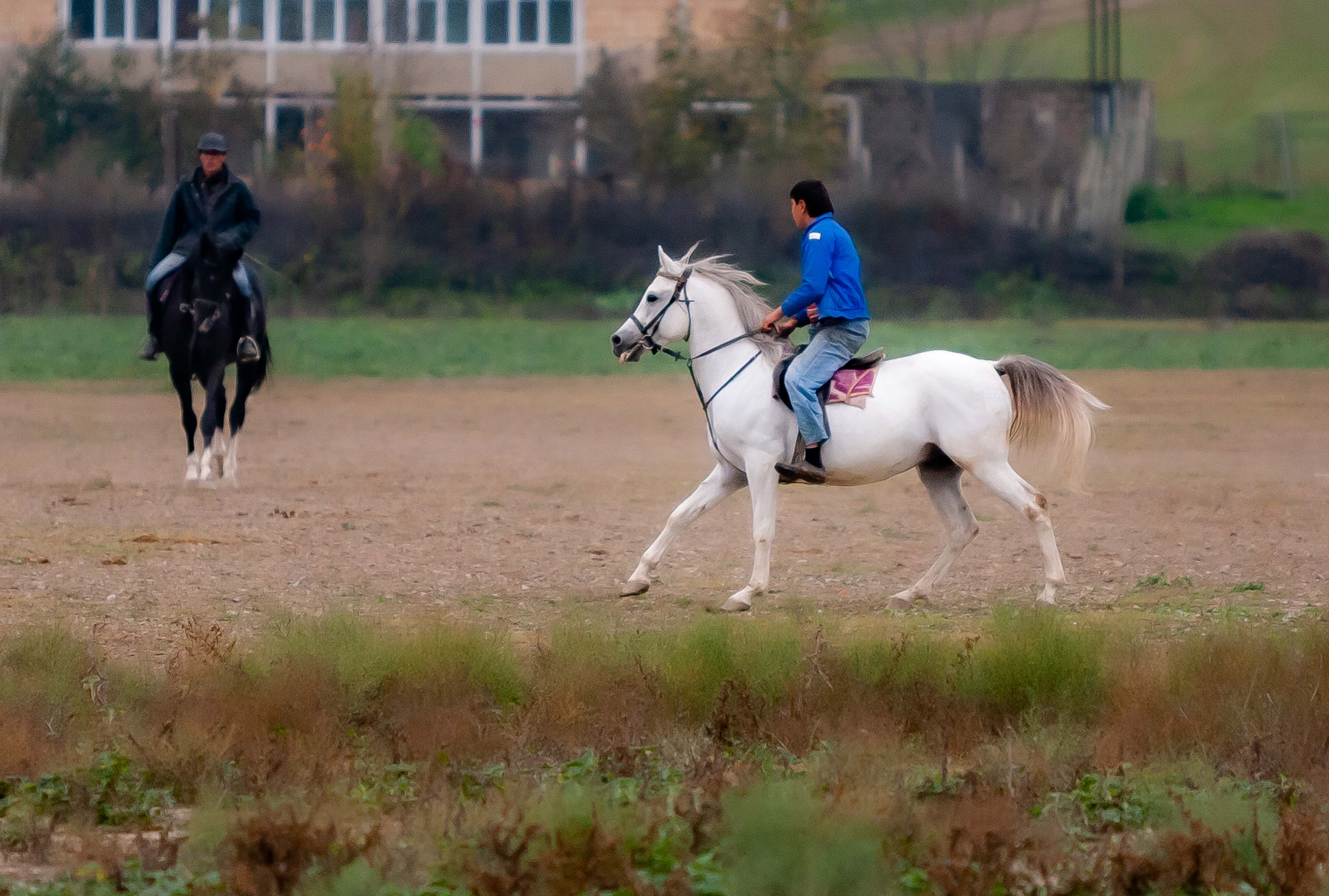 Azerbaijan, Shaki (SAK) Prov, Trotting Horse, 2009, IMG 8302