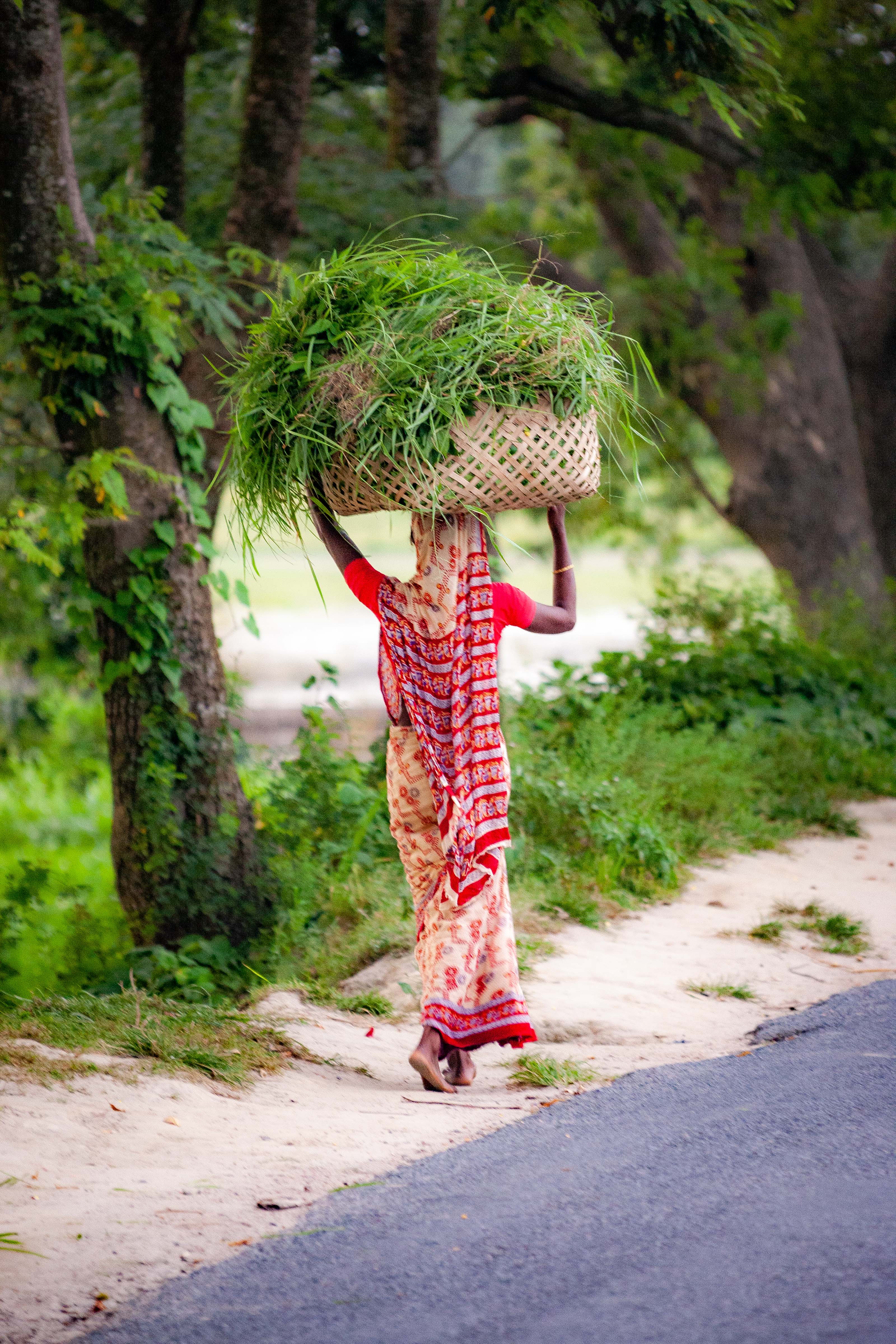 Bangladesh, Brahmanbaria Prov, Walking Basket Grass, 2009, IMG 8573
