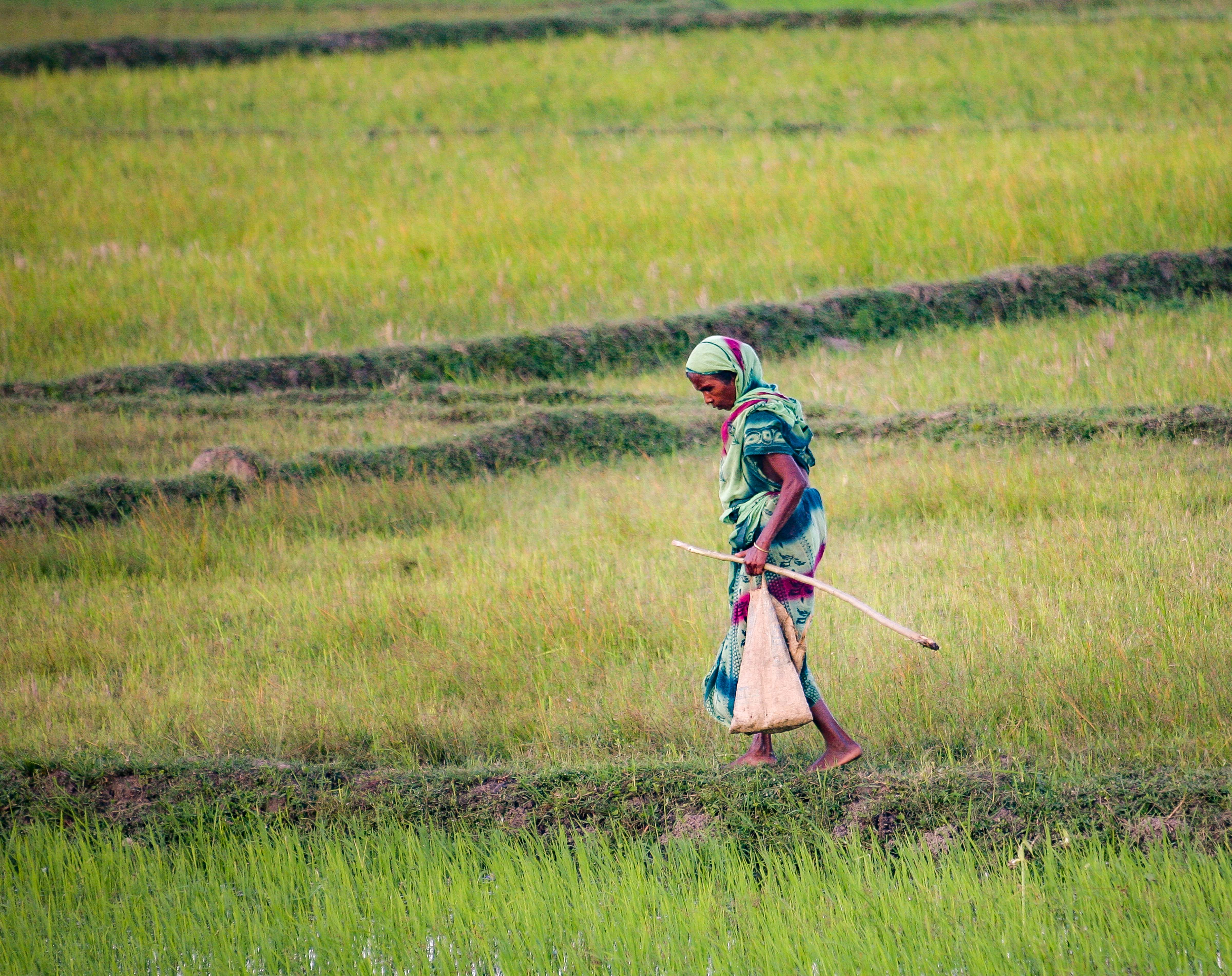 Bangladesh, Narsingdi Prov, Woman Walking Rice Fields, 2009, IMG 8030