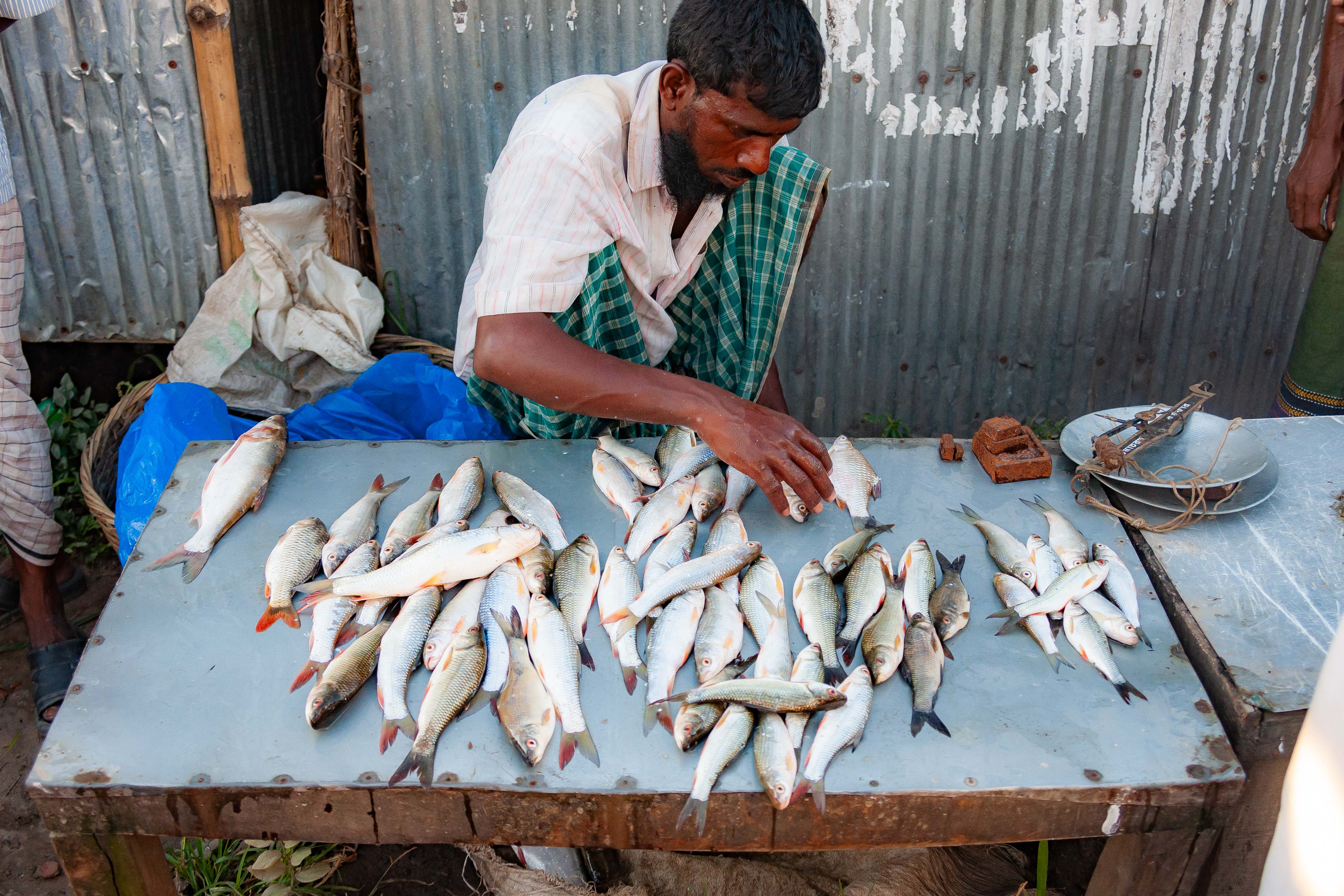 Bangladesh, Sherpur Prov, Cleaning Fish, 2009, IMG 8848