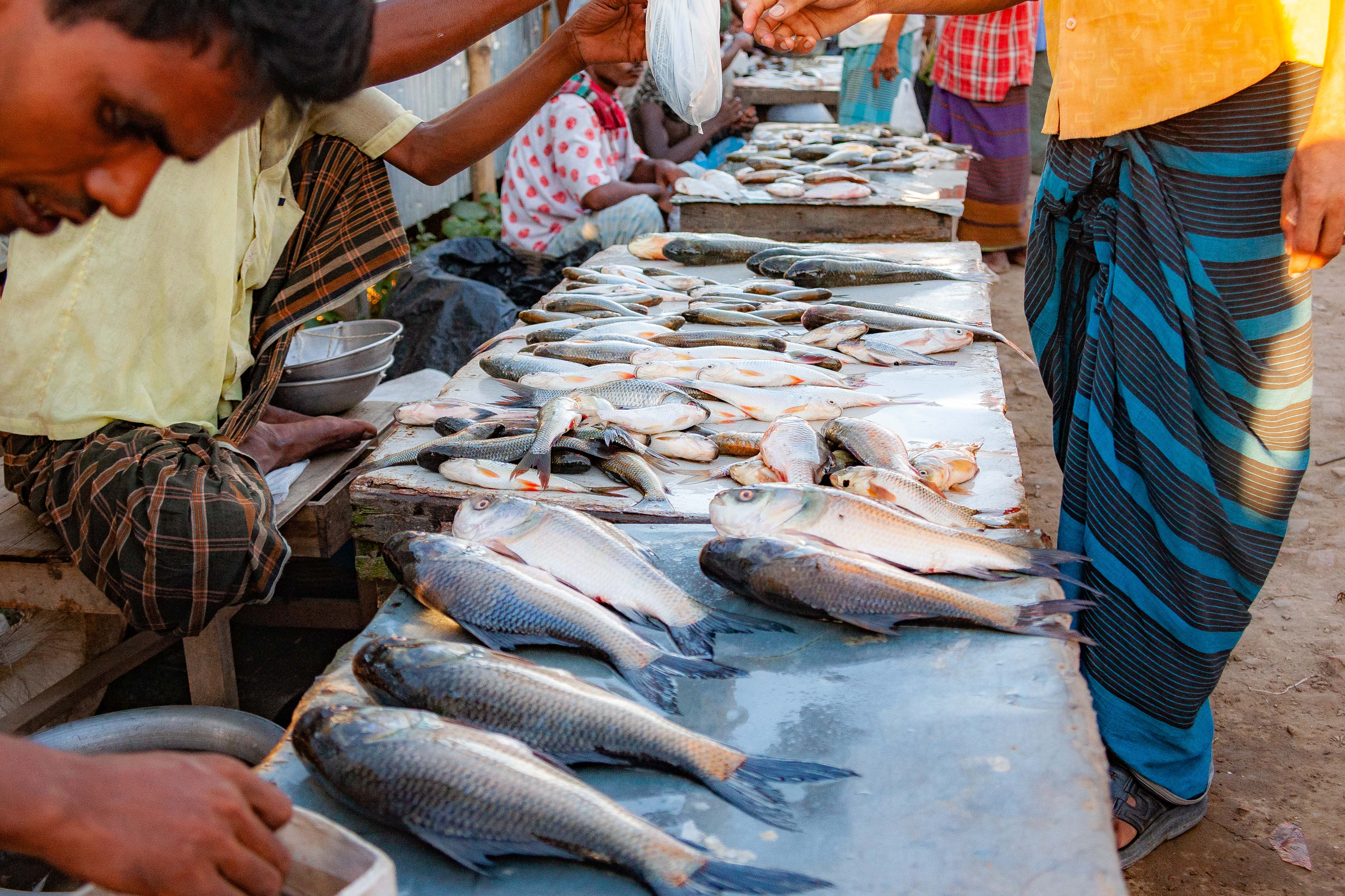 Bangladesh, Sherpur Prov, Sale Fish, 2009, IMG 8846