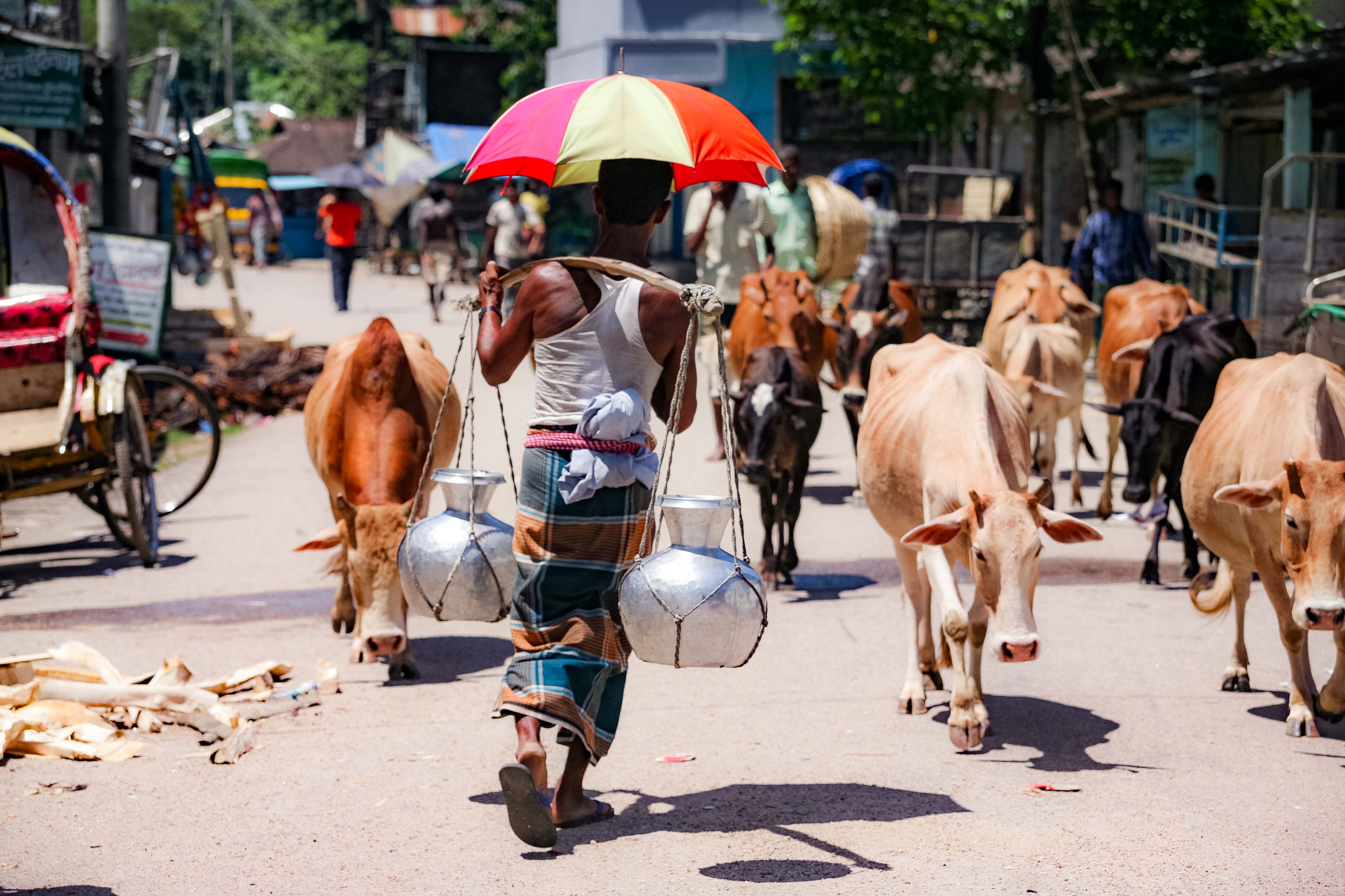 Bangladesh, Sylhet Prov, Street Vendor Oxen, 2009, IMG 8109