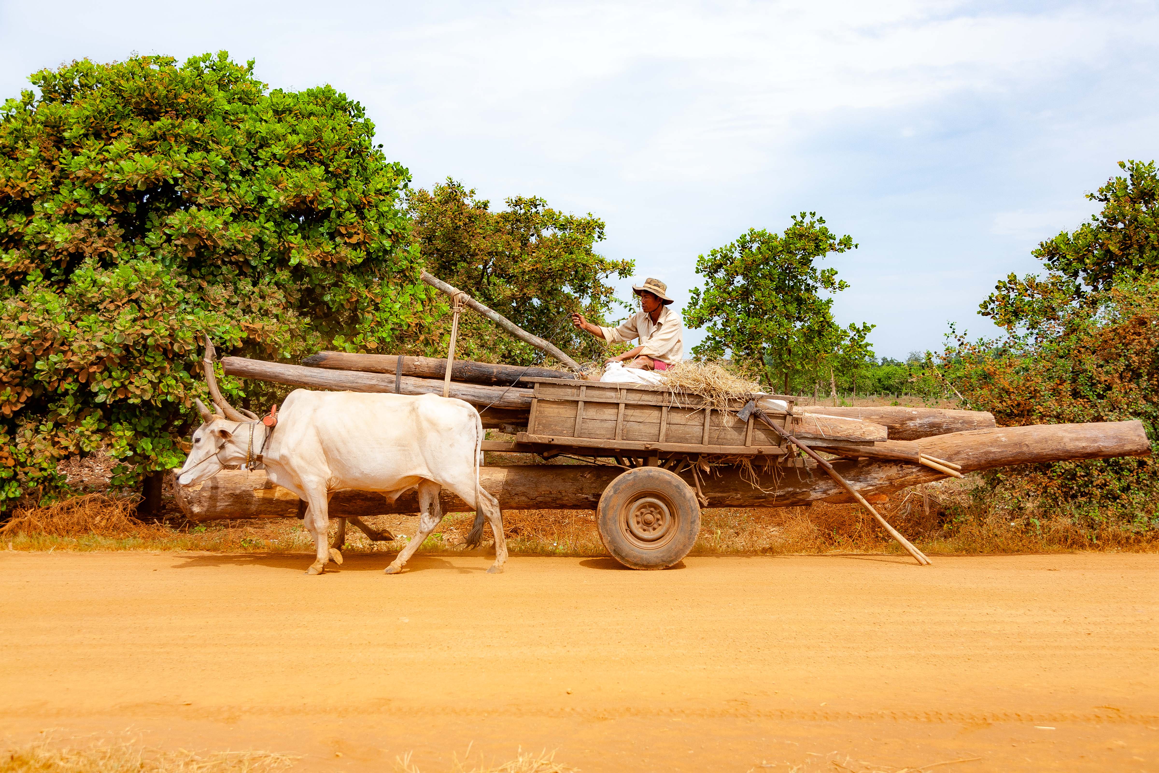 Cambodia, Kampong Chaam Prov, Cow Drawn Logging Cart, 2010, IMG 5429