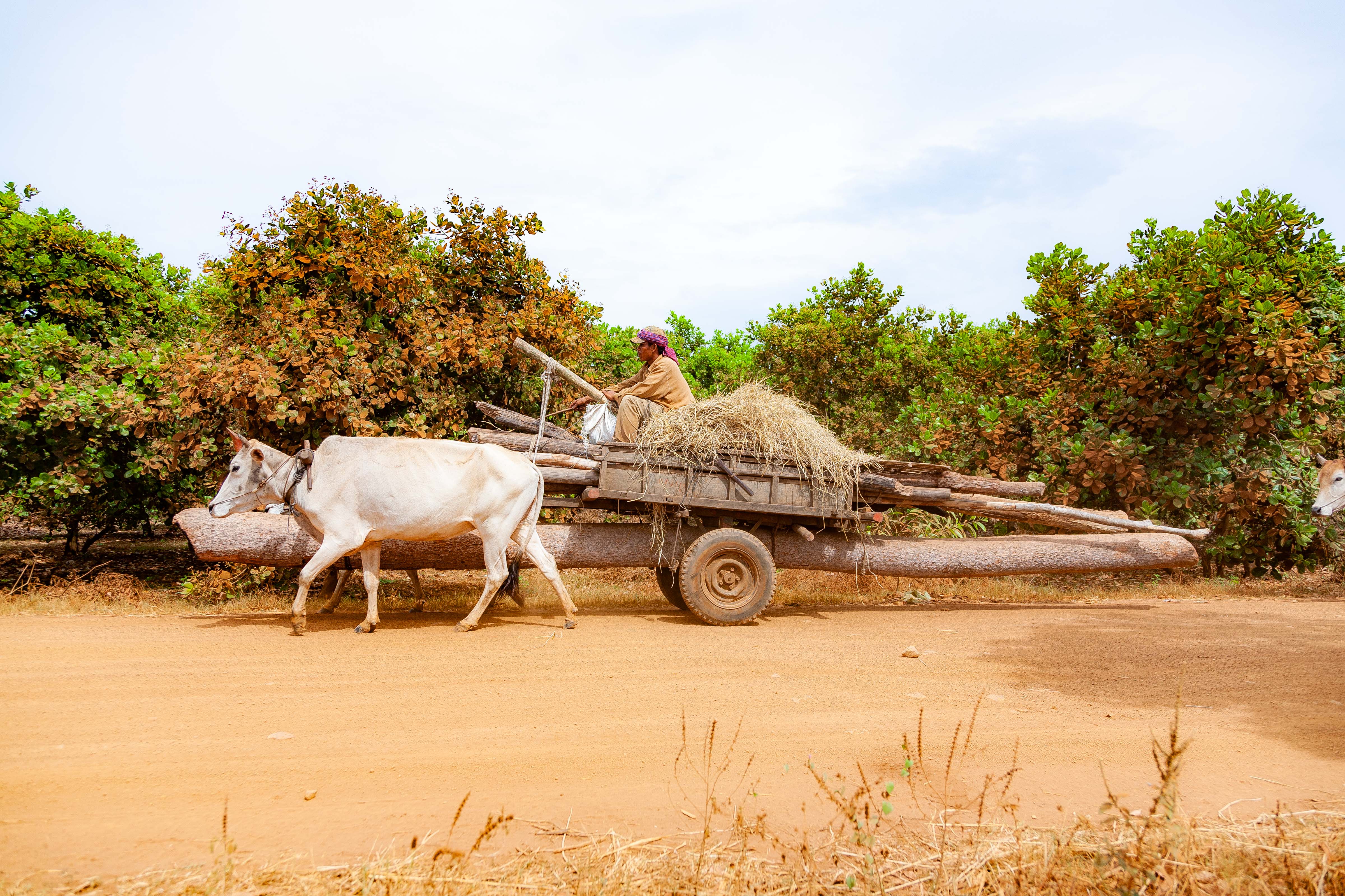 Cambodia, Kampong Chaam Prov, Cow Drawn Logging Cart, 2010, IMG 5430 Cambodia, Kampong Chaam Prov, Cow Drawn Logging Cart, 2010, IMG 5430