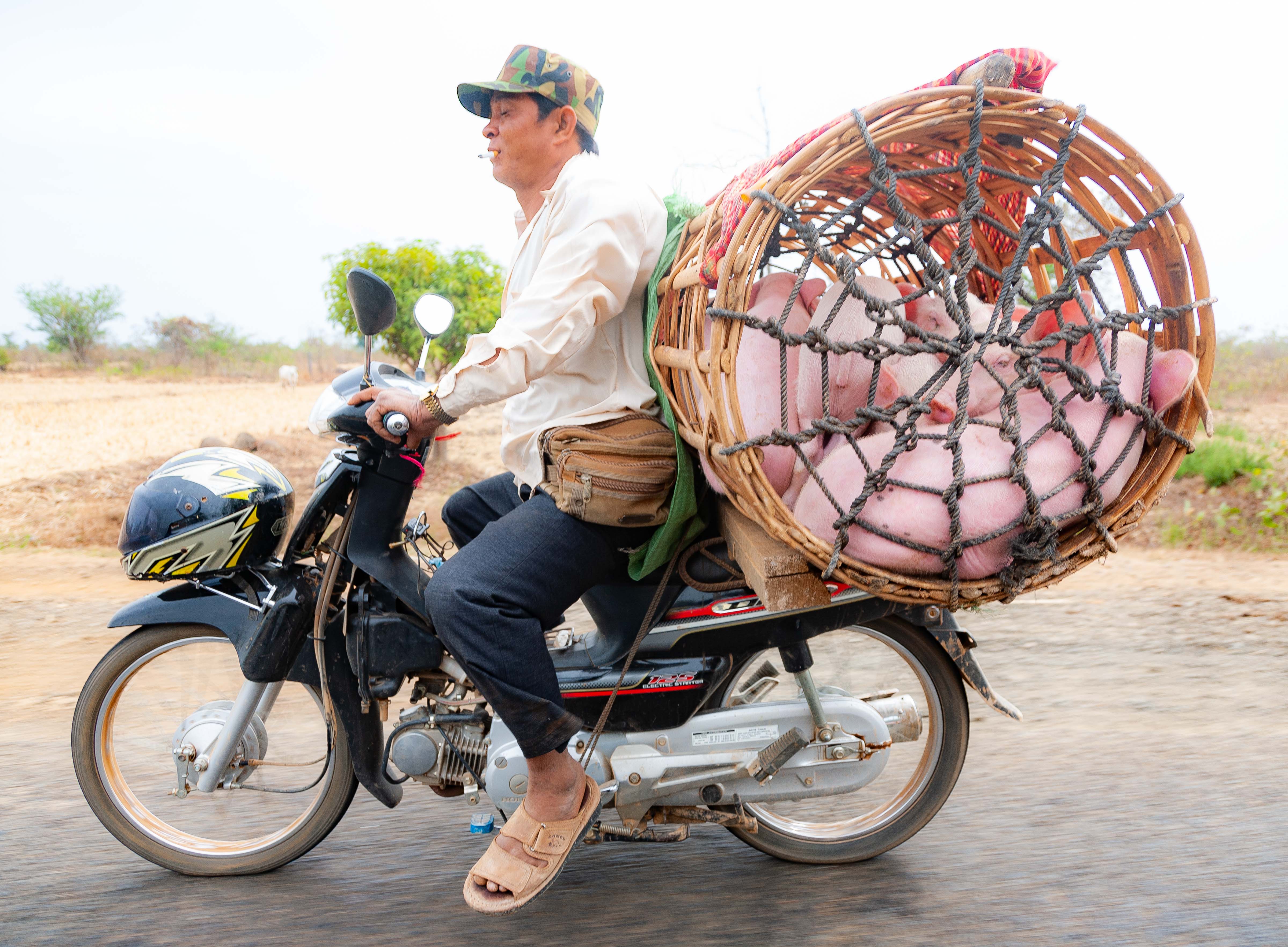 Cambodia, Kampong Chaam Prov, Pig Basket, 2010, IMG 5398