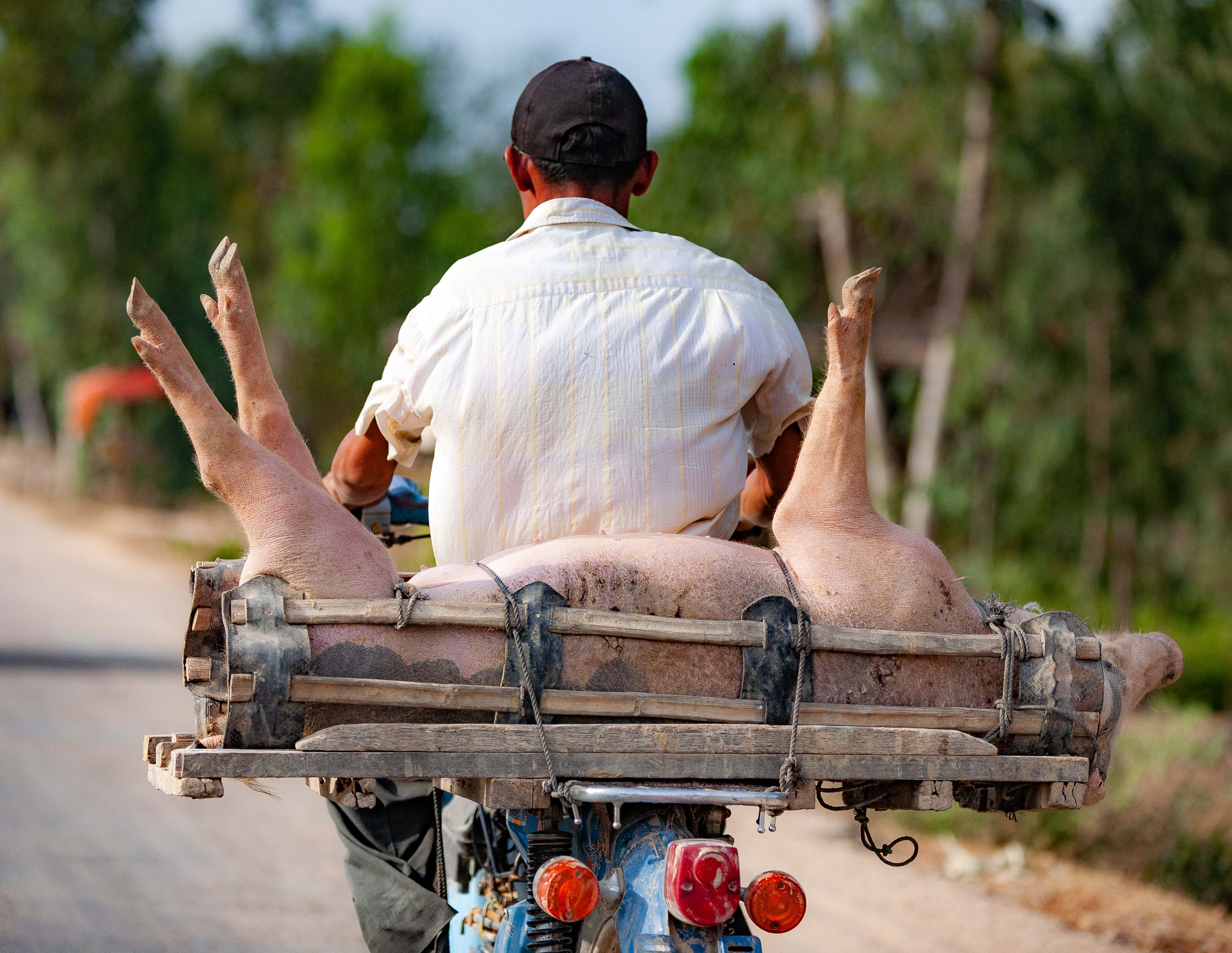 Cambodia, Prey Veaeng Prov, No Way To Treat A Pig, 2010, IMG 5260