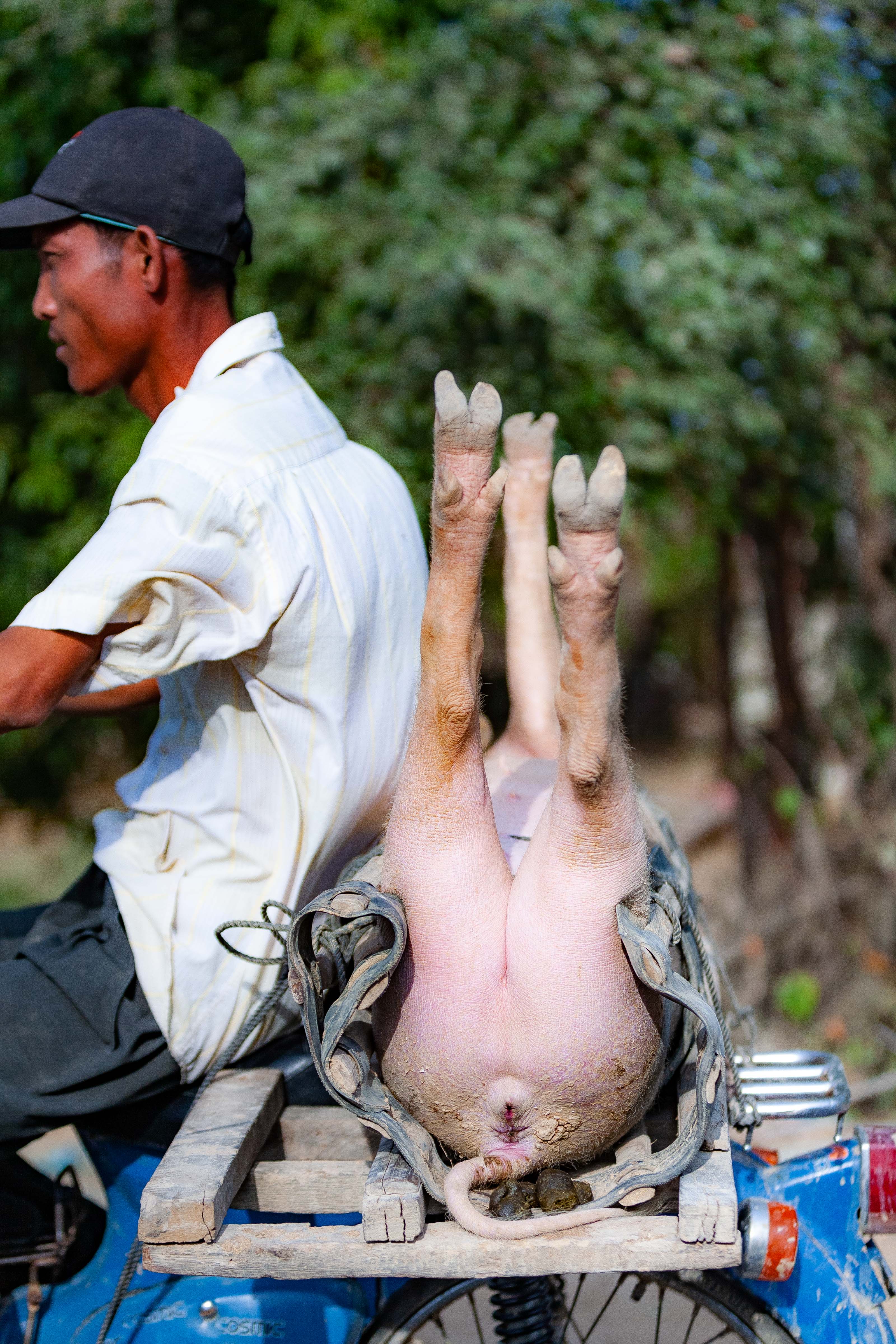 Cambodia, Prey Veaeng Prov, Pig And Ass, 2010, IMG 5266