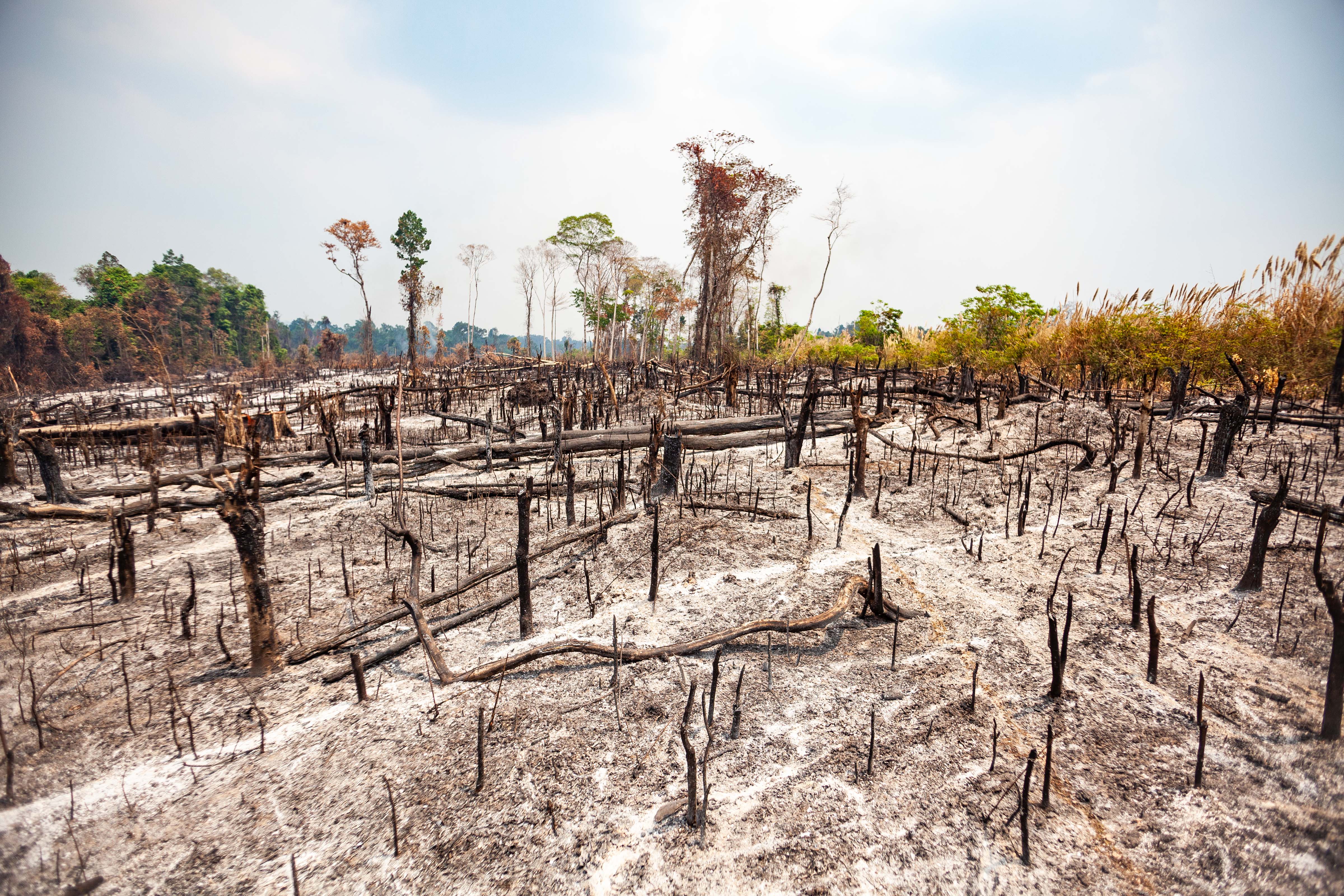 Cambodia, Stueng Traeng Prov, Burnt Forest, 2011, IMG 0470